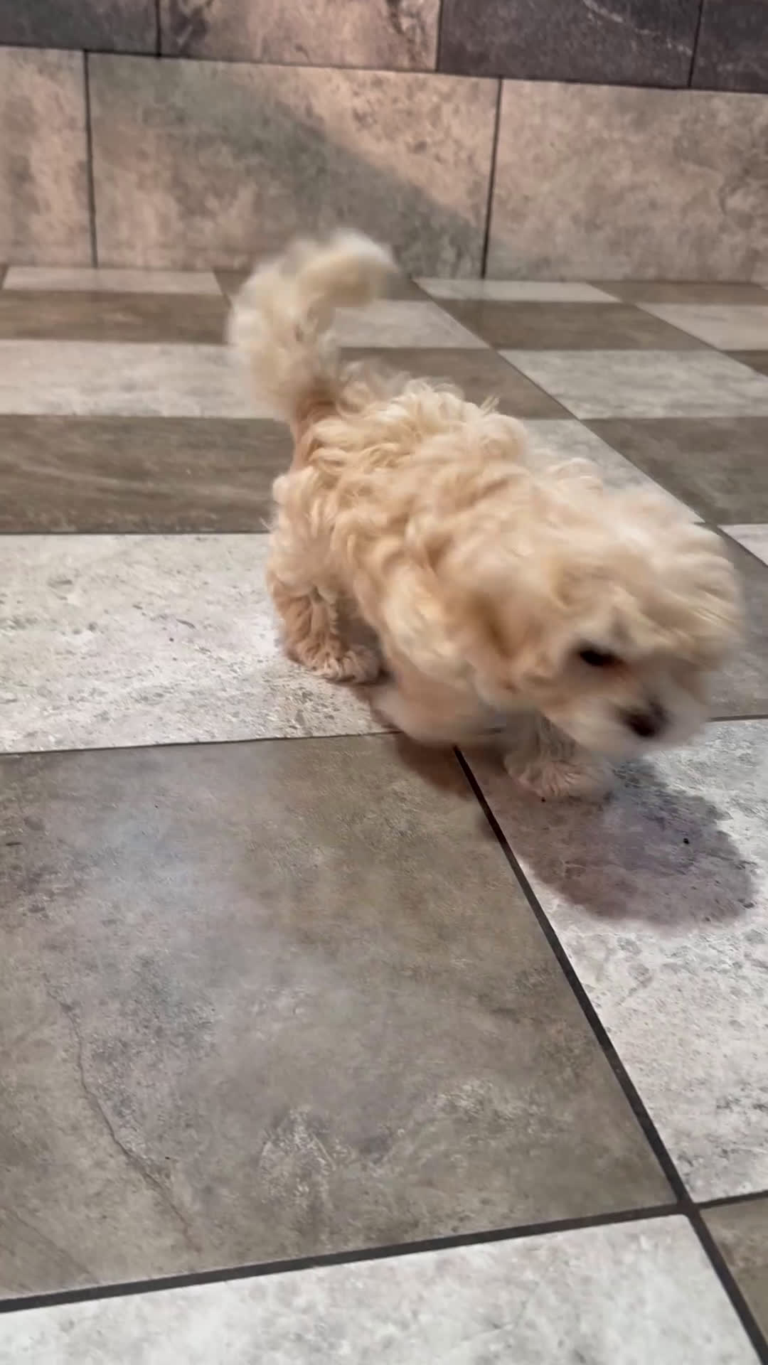 Maltipoo dogs for sale: Kara - Video 1