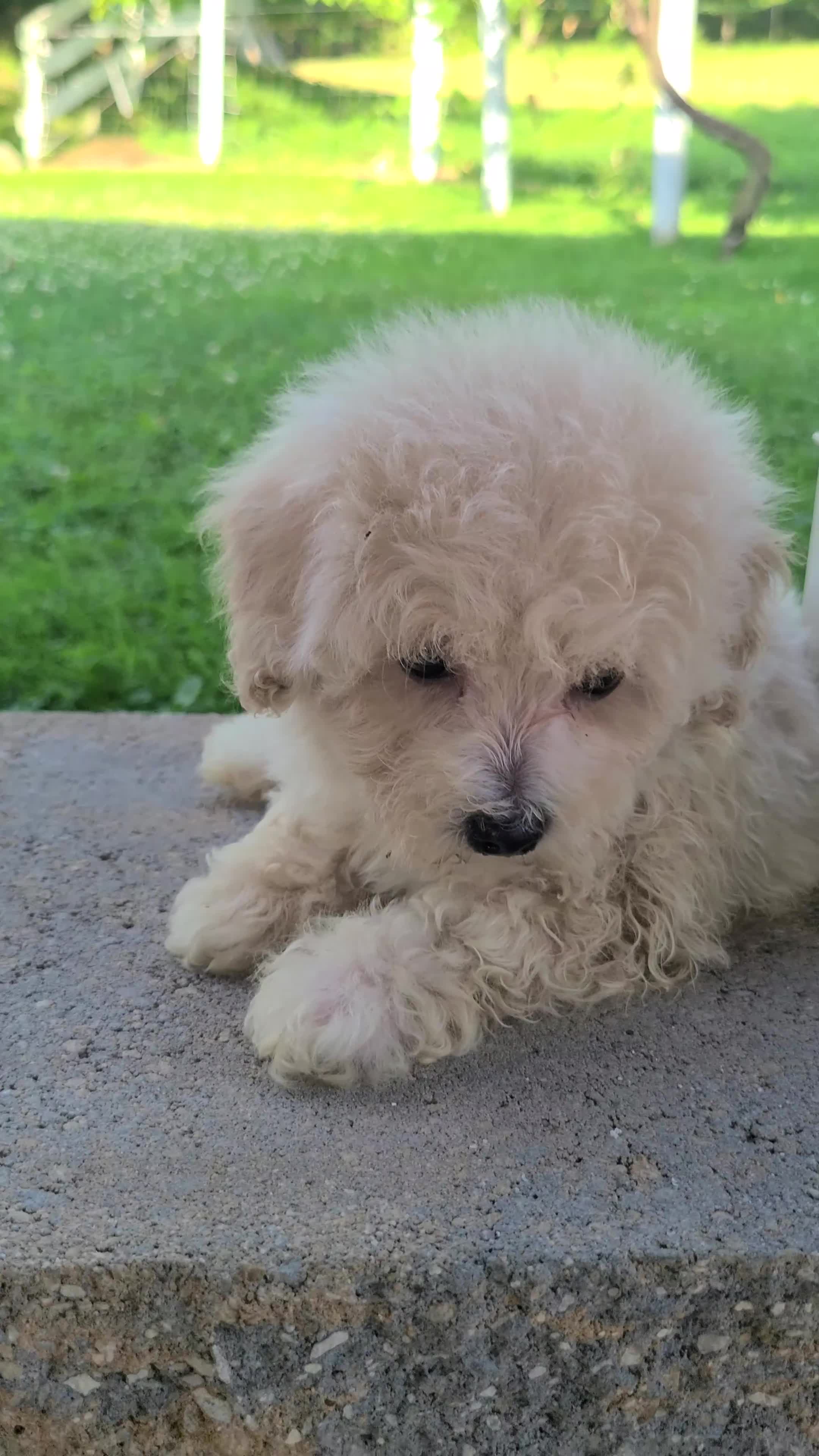 Bichpoo dogs for sale: Laney - Video 1