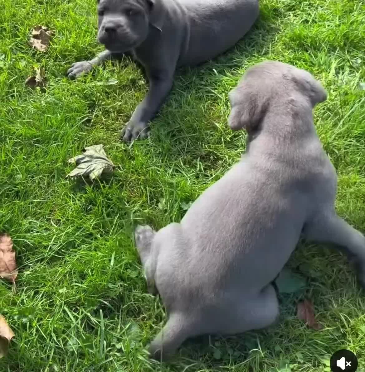Cane Corso dogs for sale: Big Easy Blue  - Video 1
