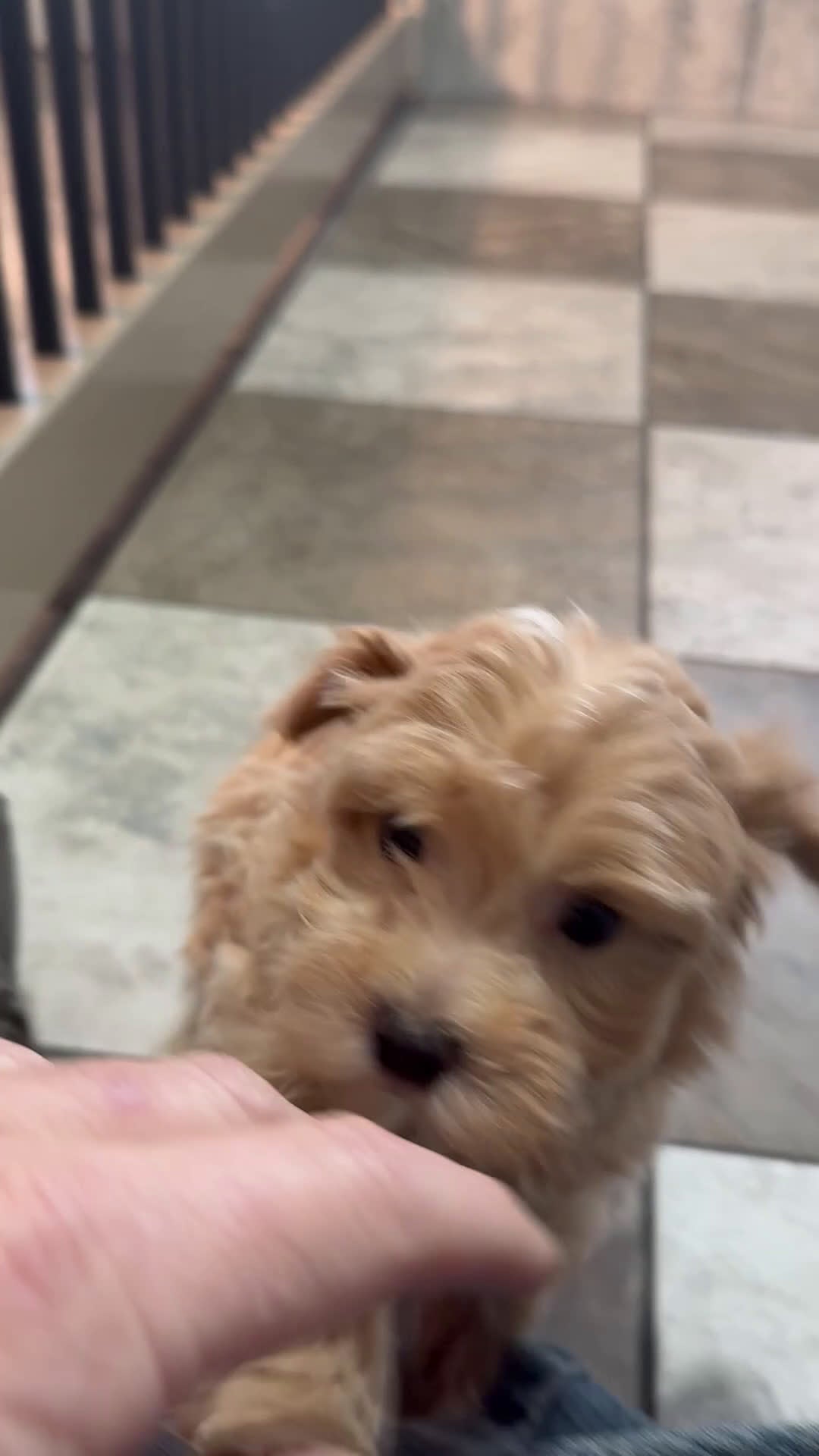Maltipoo dogs for sale: Oscar - Video 1