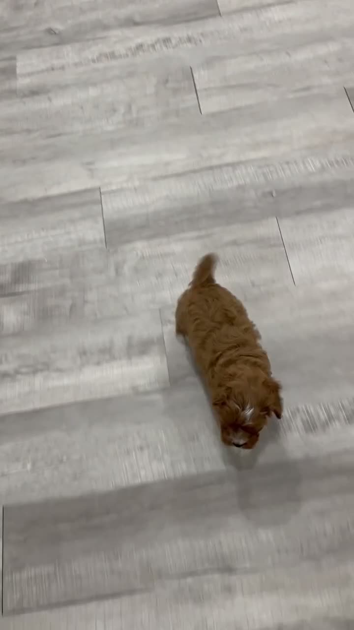 Cavapoo dogs for sale: Wyatt - Video 1