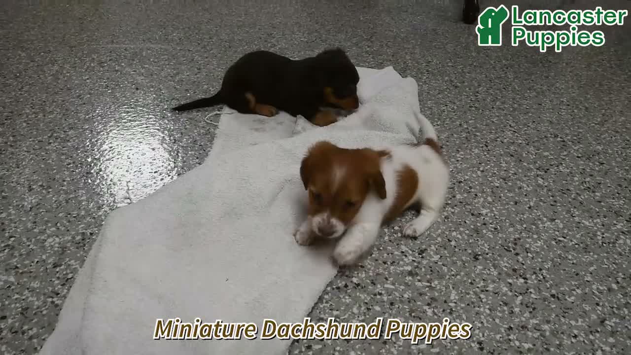 Miniature Dachshund dogs for sale: Dixie  - Video 1