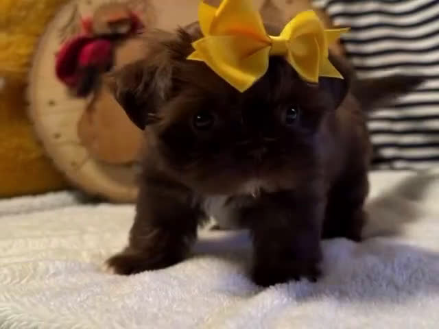 Shih Tzu dogs for sale: Robin - Video 1