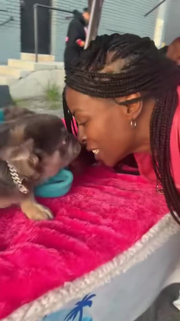 French Bulldog dogs for sale: Rocky - Rare Lilac Tan Visual Fluffy French Bulldog – Green Eyes 💎 - Video 8