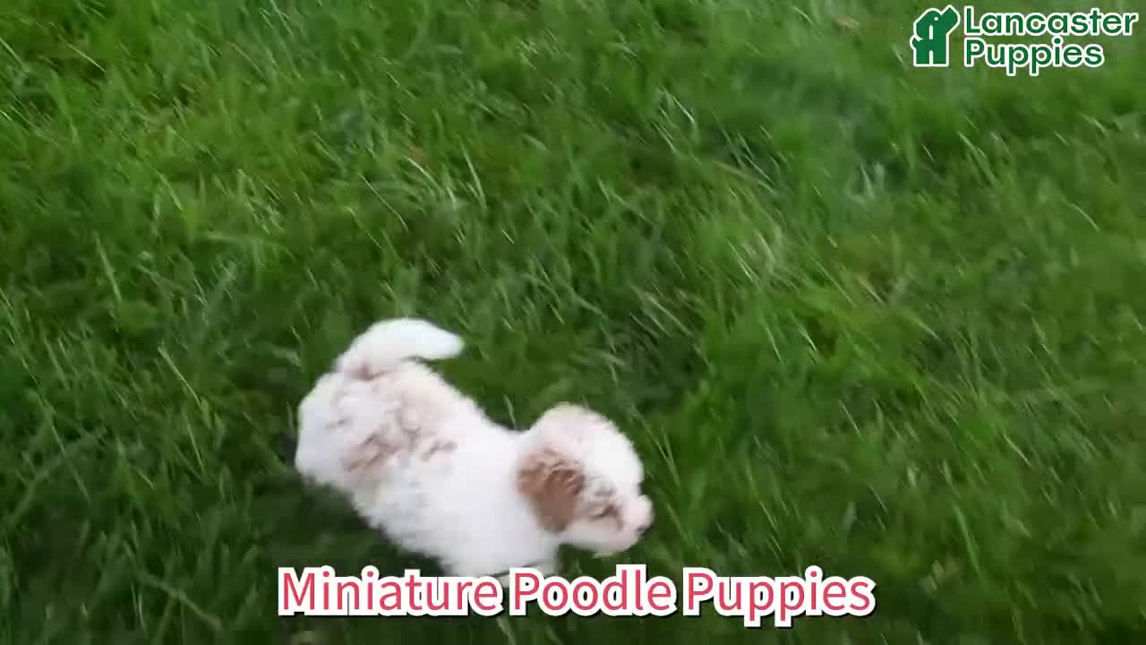 Miniature Poodle dogs for sale: Sugar - Video 1