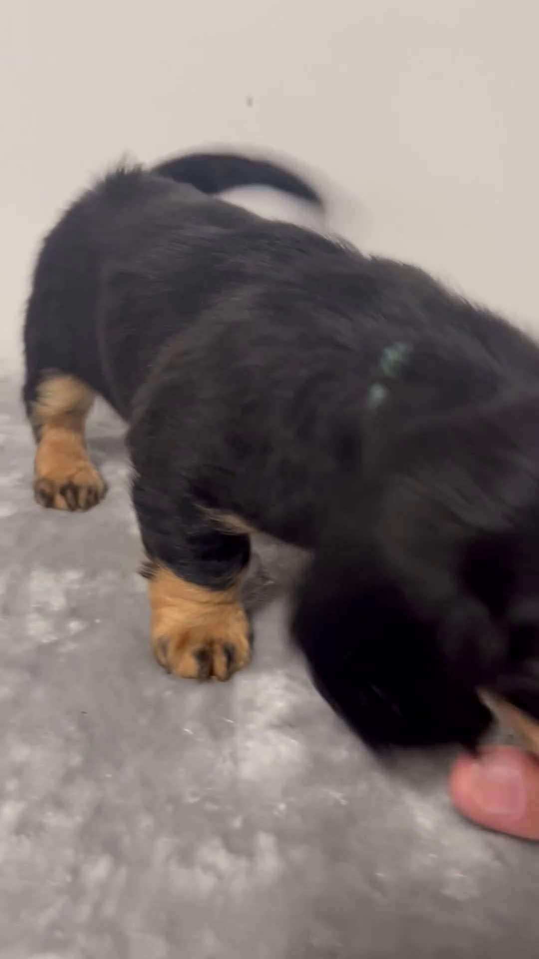 Miniature Dachshund dogs for sale: Miniature Dachshund Oakley  - Video 1