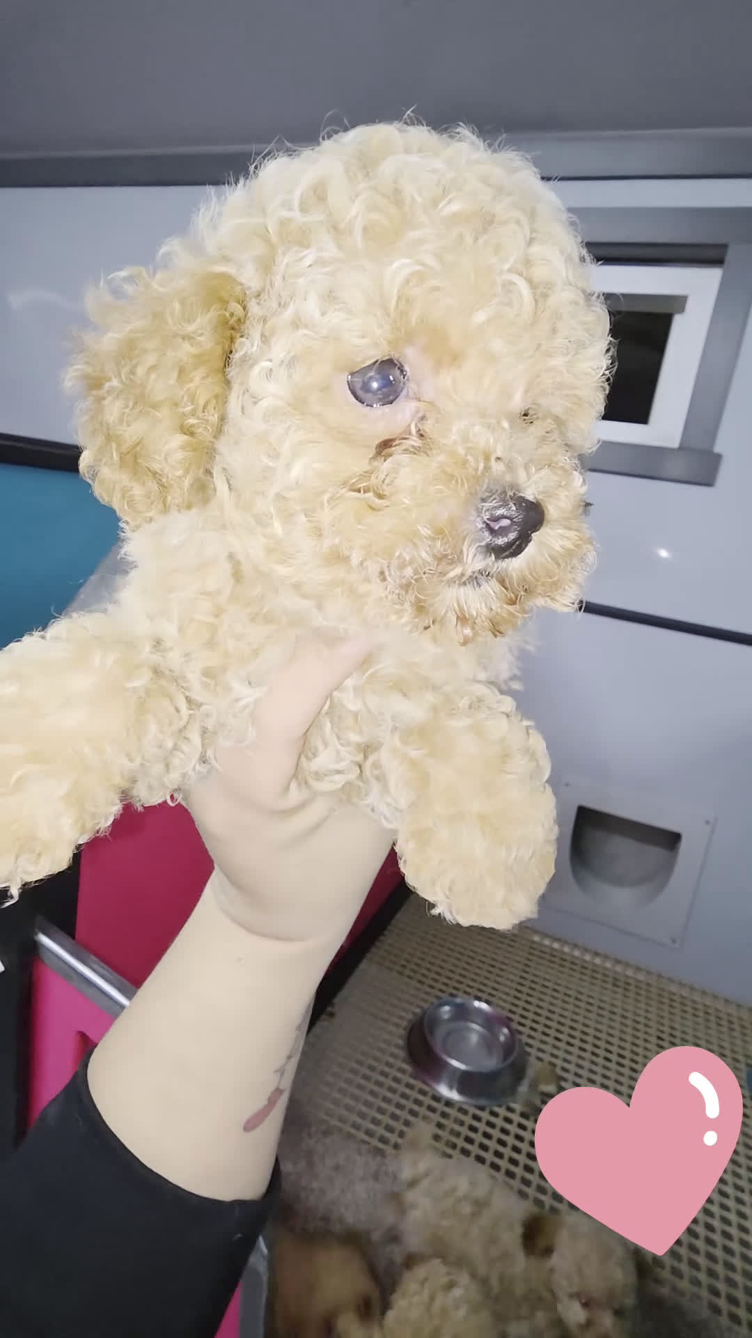 Toy Poodle dogs for sale: Toy Poodle caramelo - Video 1