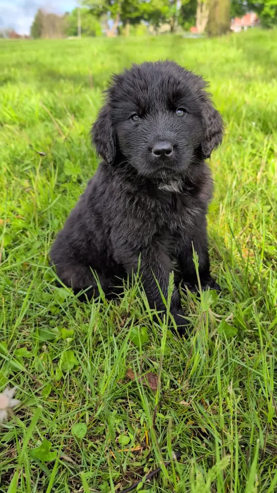 Newfoundland dogs for sale: Hero - Video 1