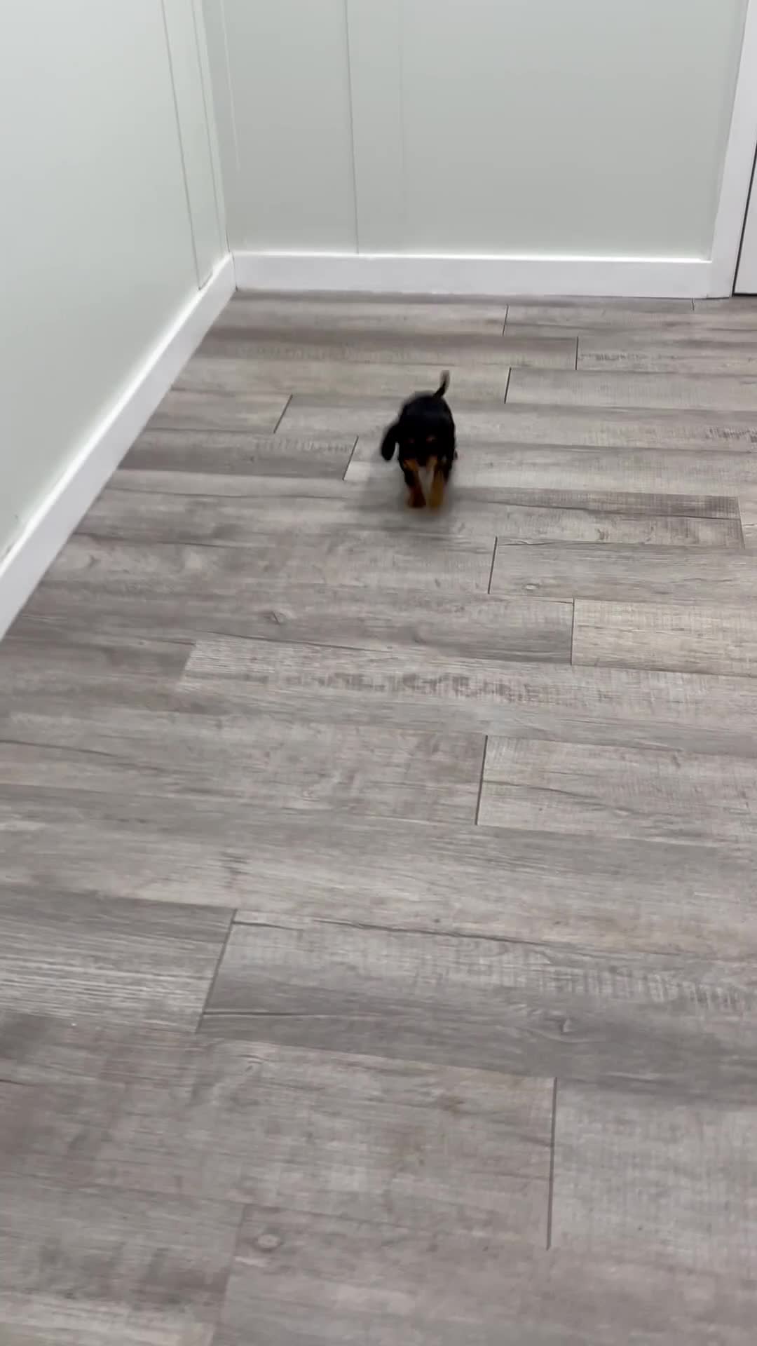 Cavalier King Charles Spaniel dogs for sale: Maya - Video 1