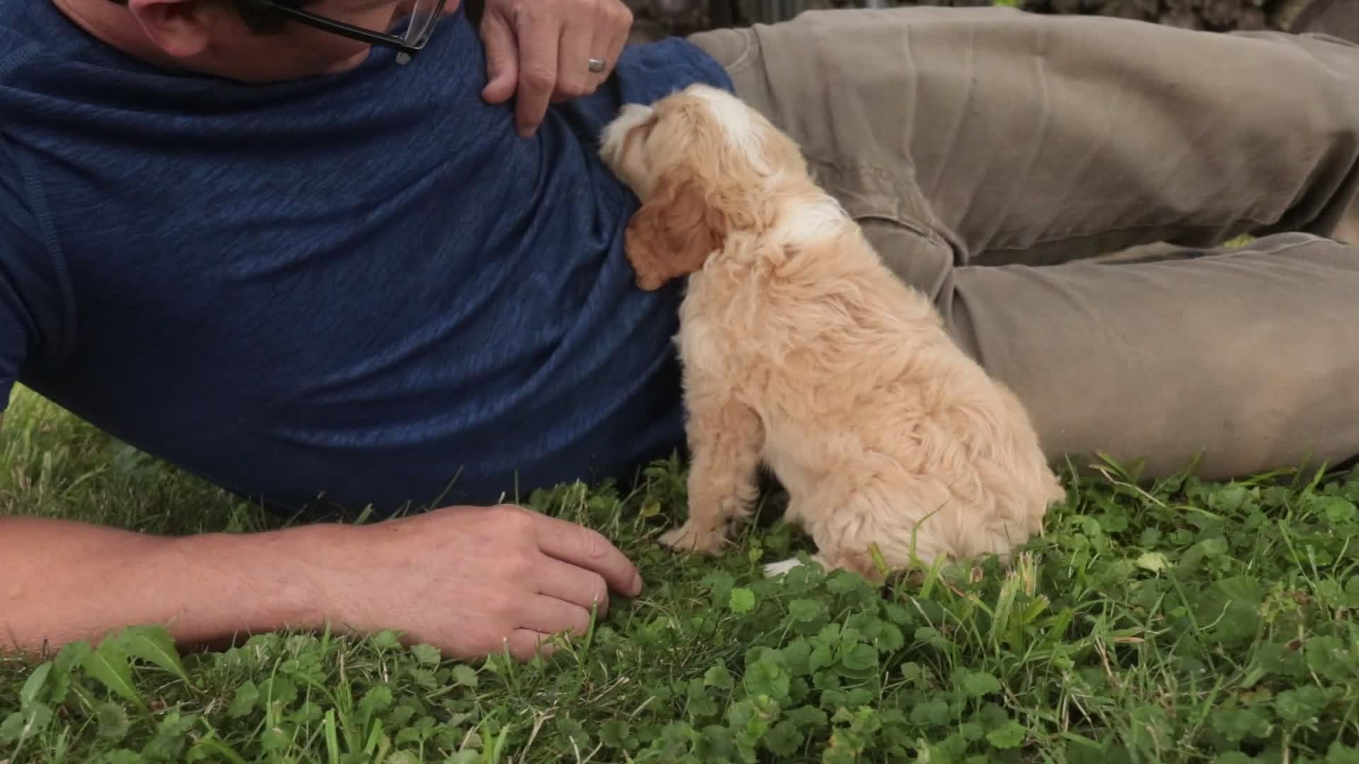 Mixed Breed dogs for sale: Tinker Bell Munchkin Bernedoodle - Video 1