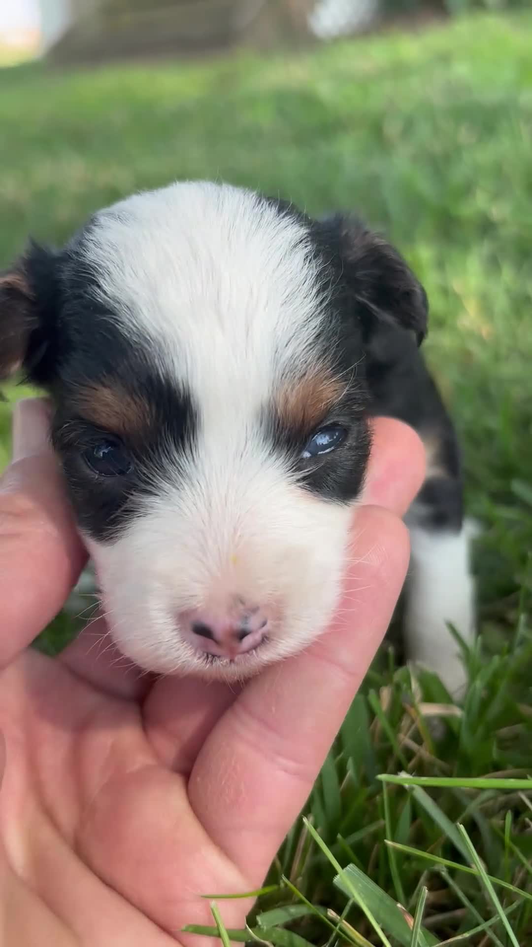 Mini Aussiedoodle dogs for sale: Mini Aussiedoodle 5 - Video 1