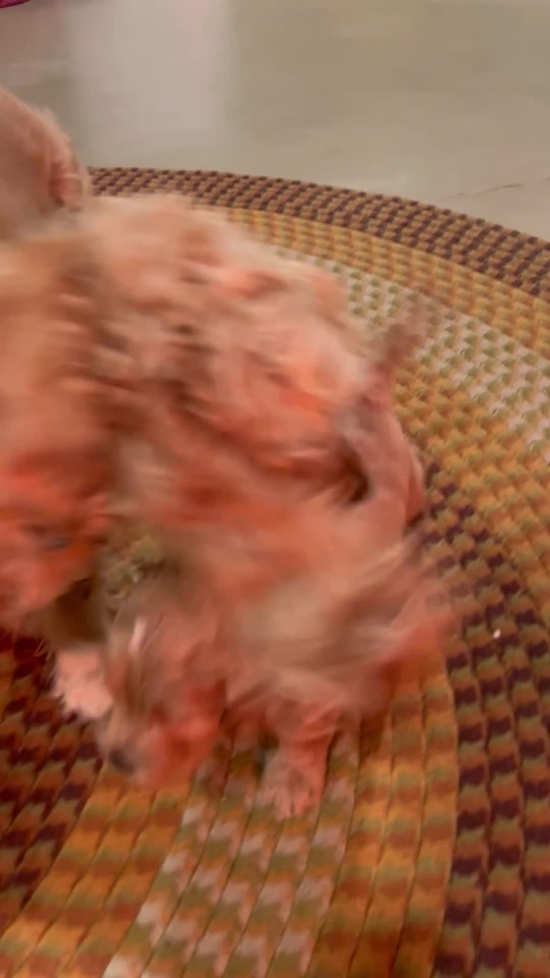 Cockapoo dogs for sale: Bonnie - Video 2