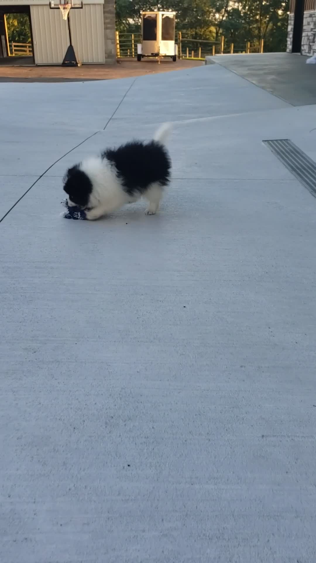 Pomeranian dogs for sale: Abby  - Video 1