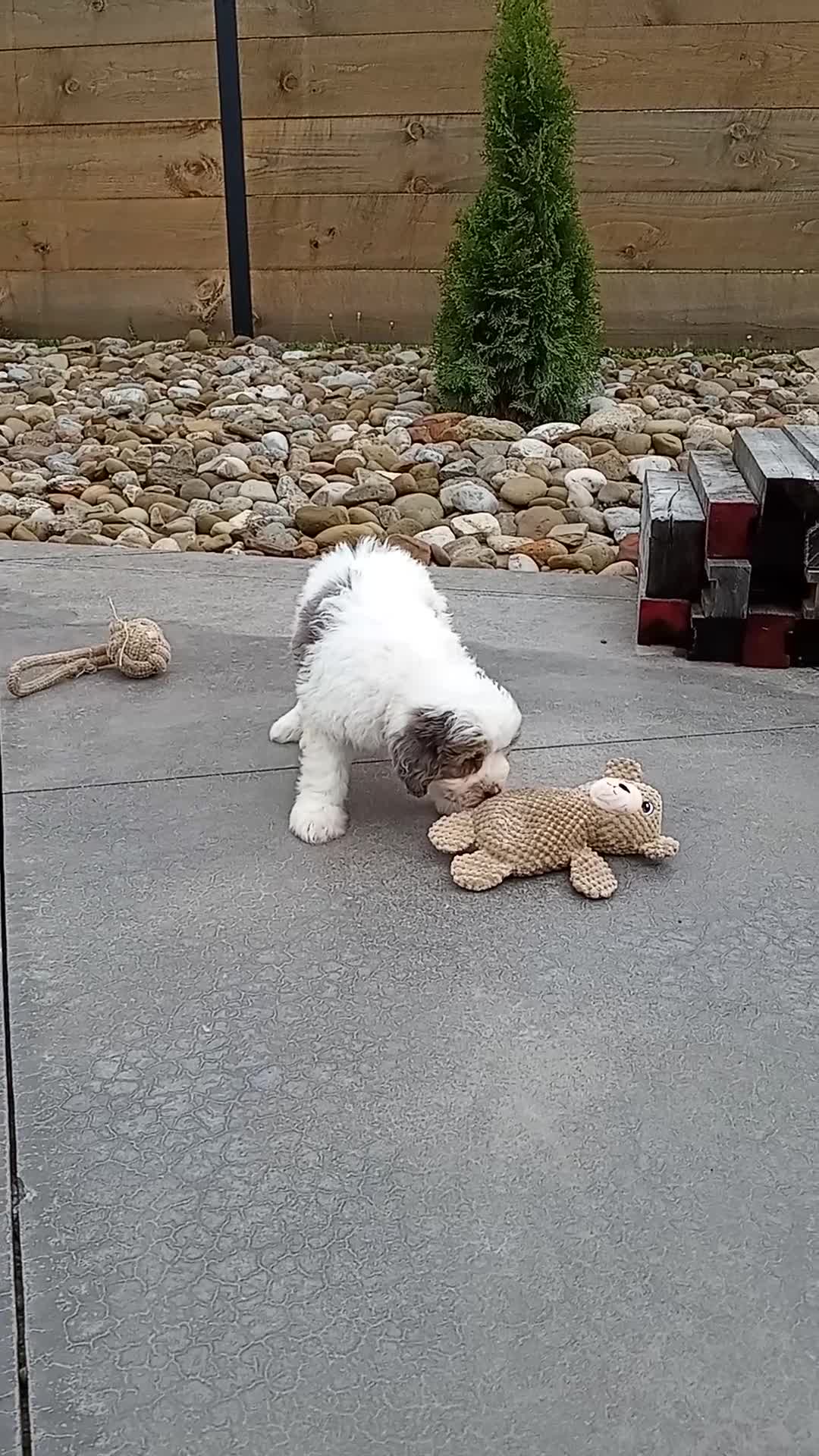 Mini Bernedoodle dogs for sale: Lexi - Video 1