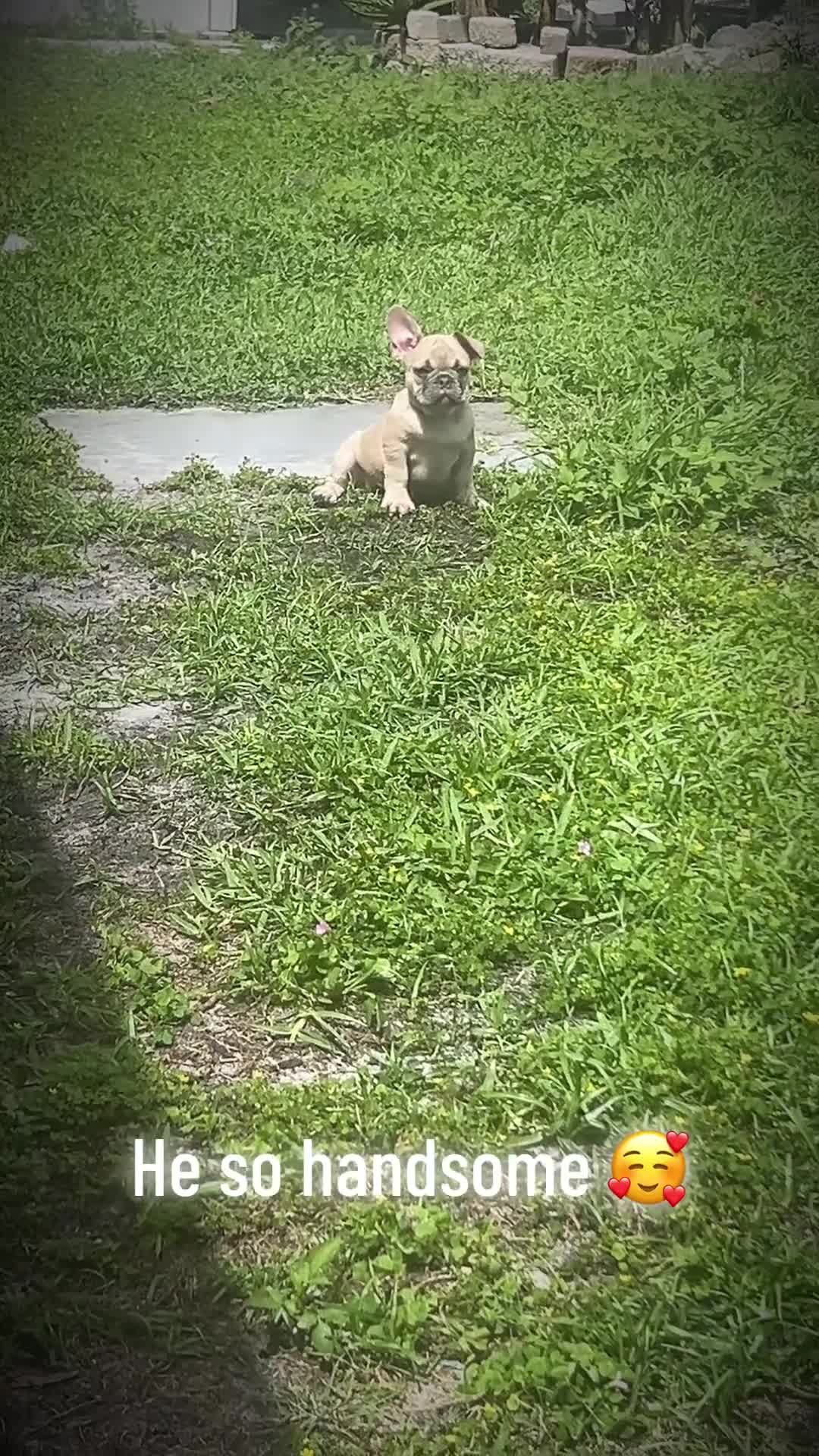 French Bulldog dogs for sale: French Bulldog Puppy 1 - Video 2