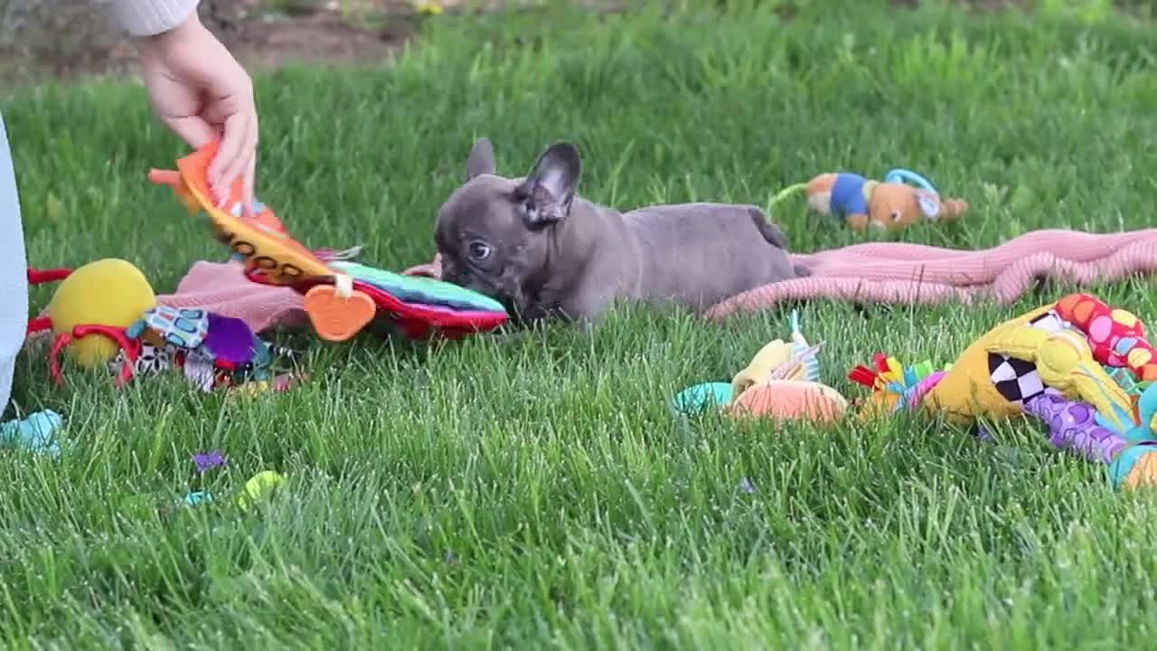 French Bulldog dogs for sale: Lucy - Video 1