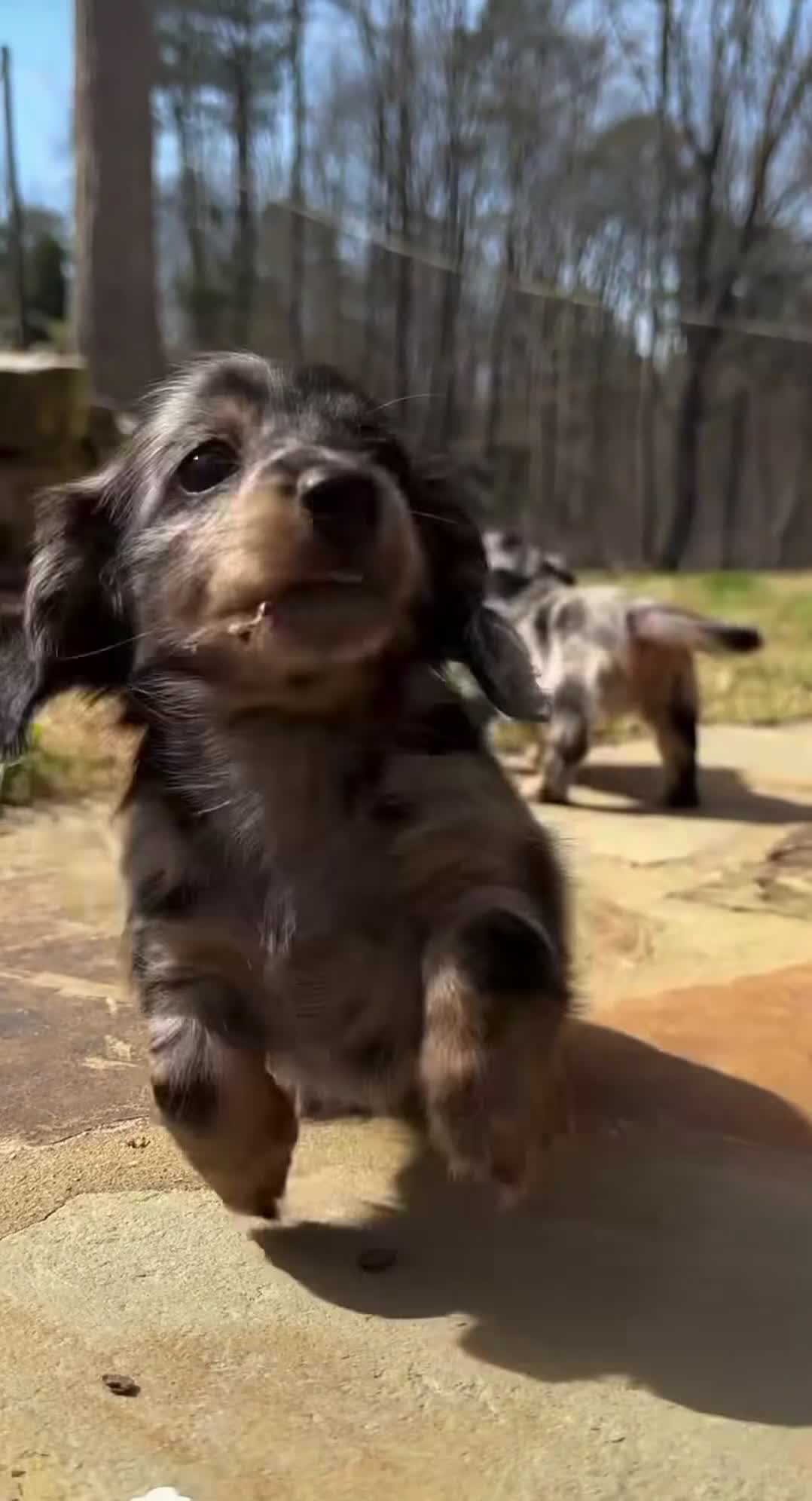 Miniature Dachshund dogs for sale: Daisy - Video 1