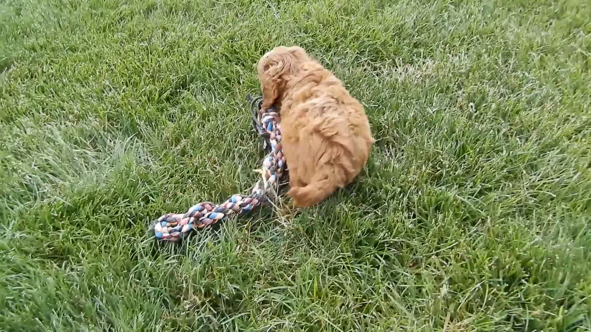 Mini Goldendoodle dogs for sale: Jane - Video 1