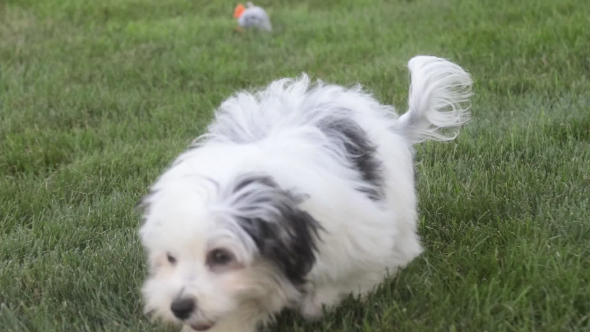 Havanese dogs for sale: Twila Havanese Puppy  - Video 2