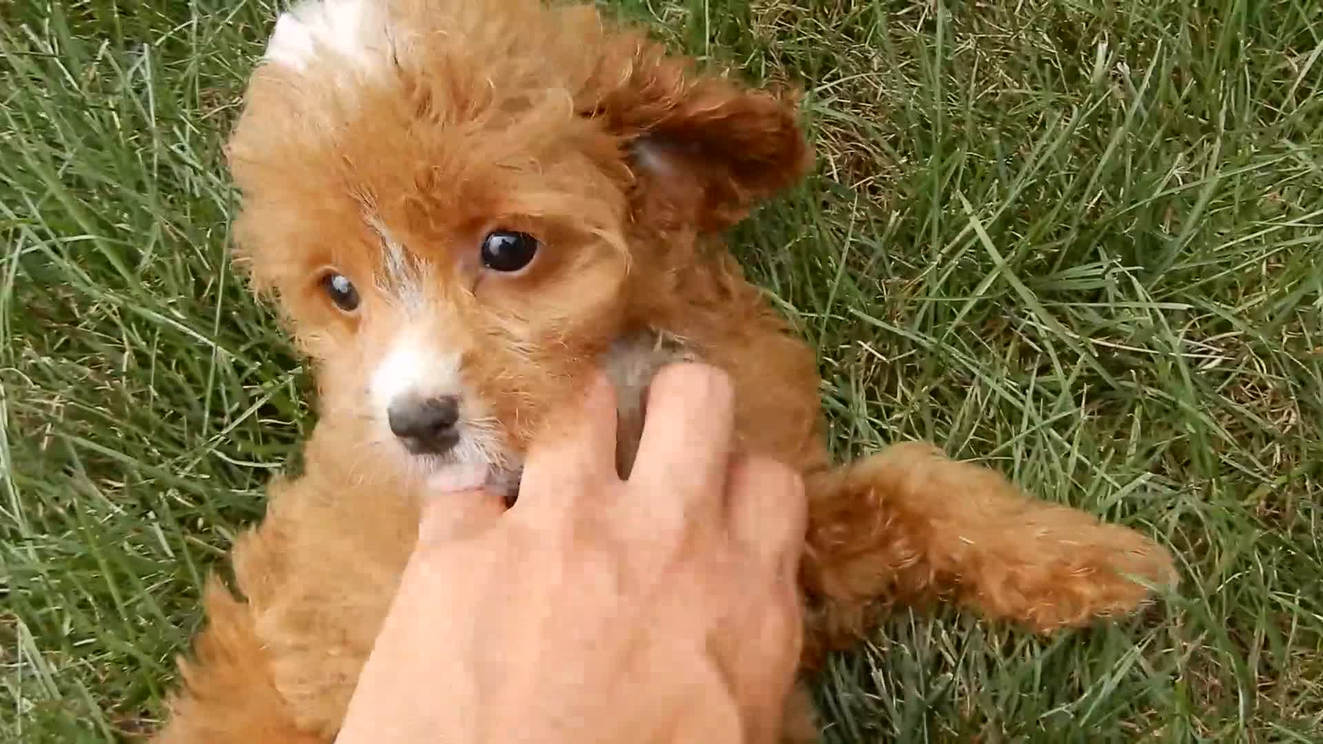 Cavapoo dogs for sale: Bud - Video 1