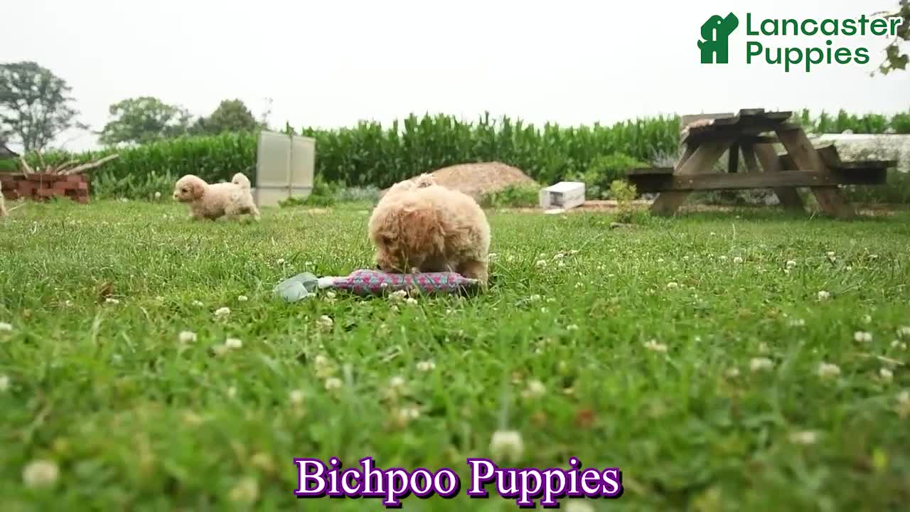 Bichpoo dogs for sale: Chubs - Video 1