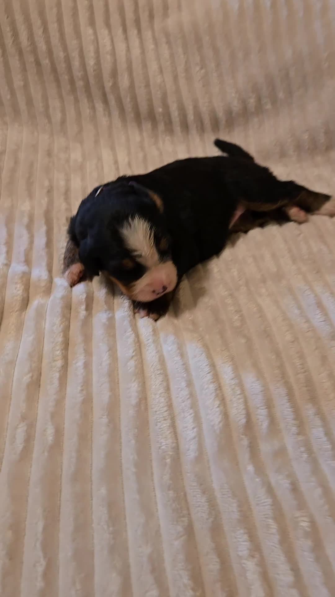 Bernese Mountain Dog dogs for sale: Bernese Mountain Dog 2 - Video 1