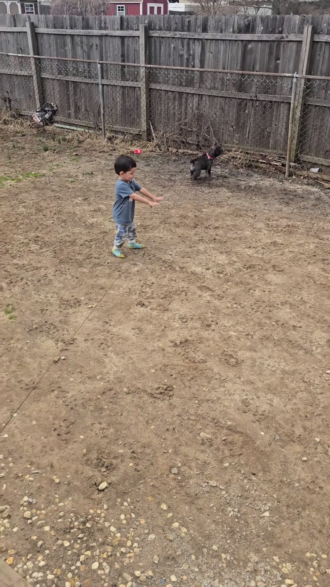 Mixed Breed dogs for sale: Mixed Breed Puppy 1 - Video 1