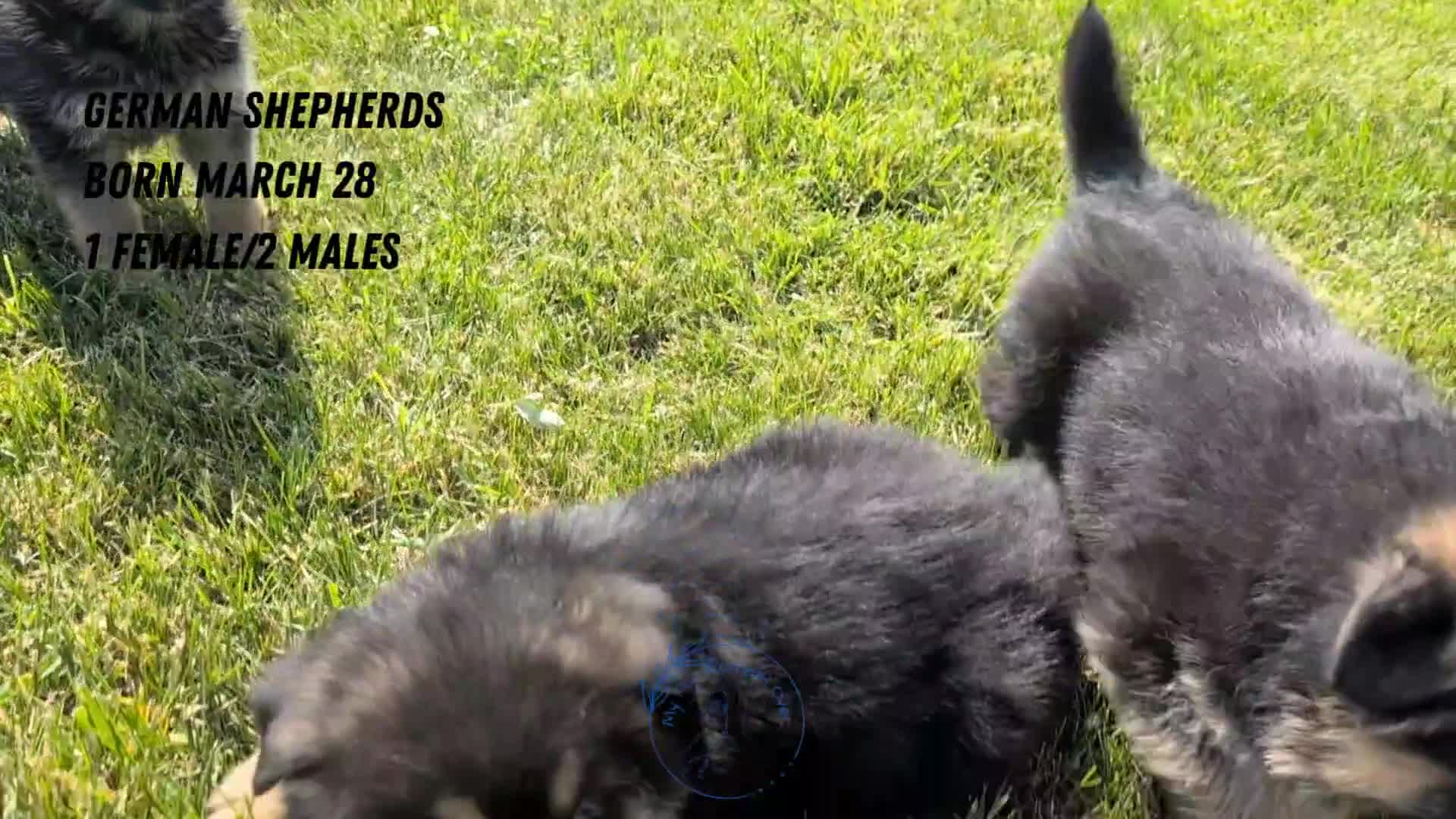 German Shepherd dogs for sale: Zeus - Video 1