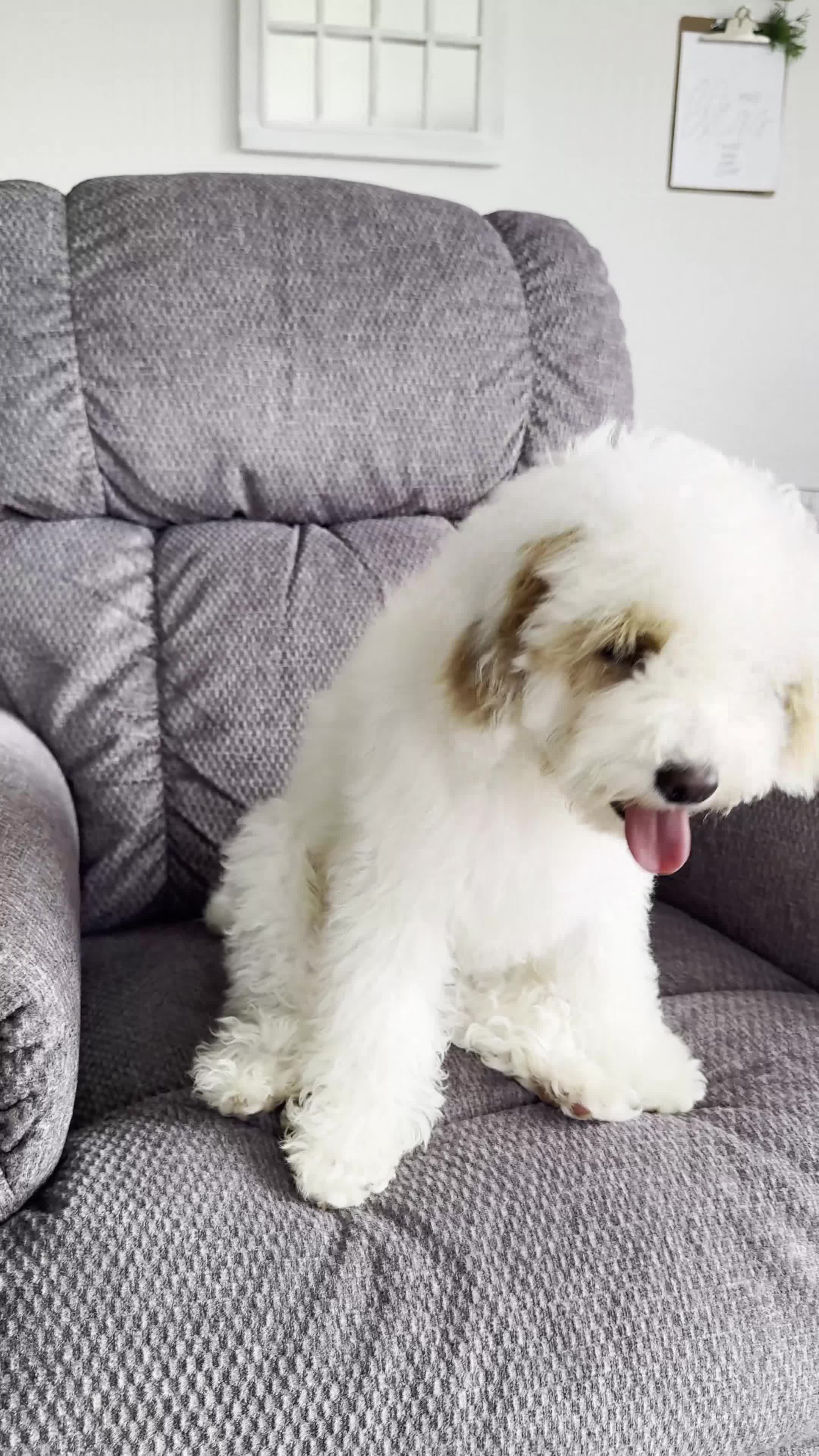 Cavachon dogs for sale: Job - Video 1