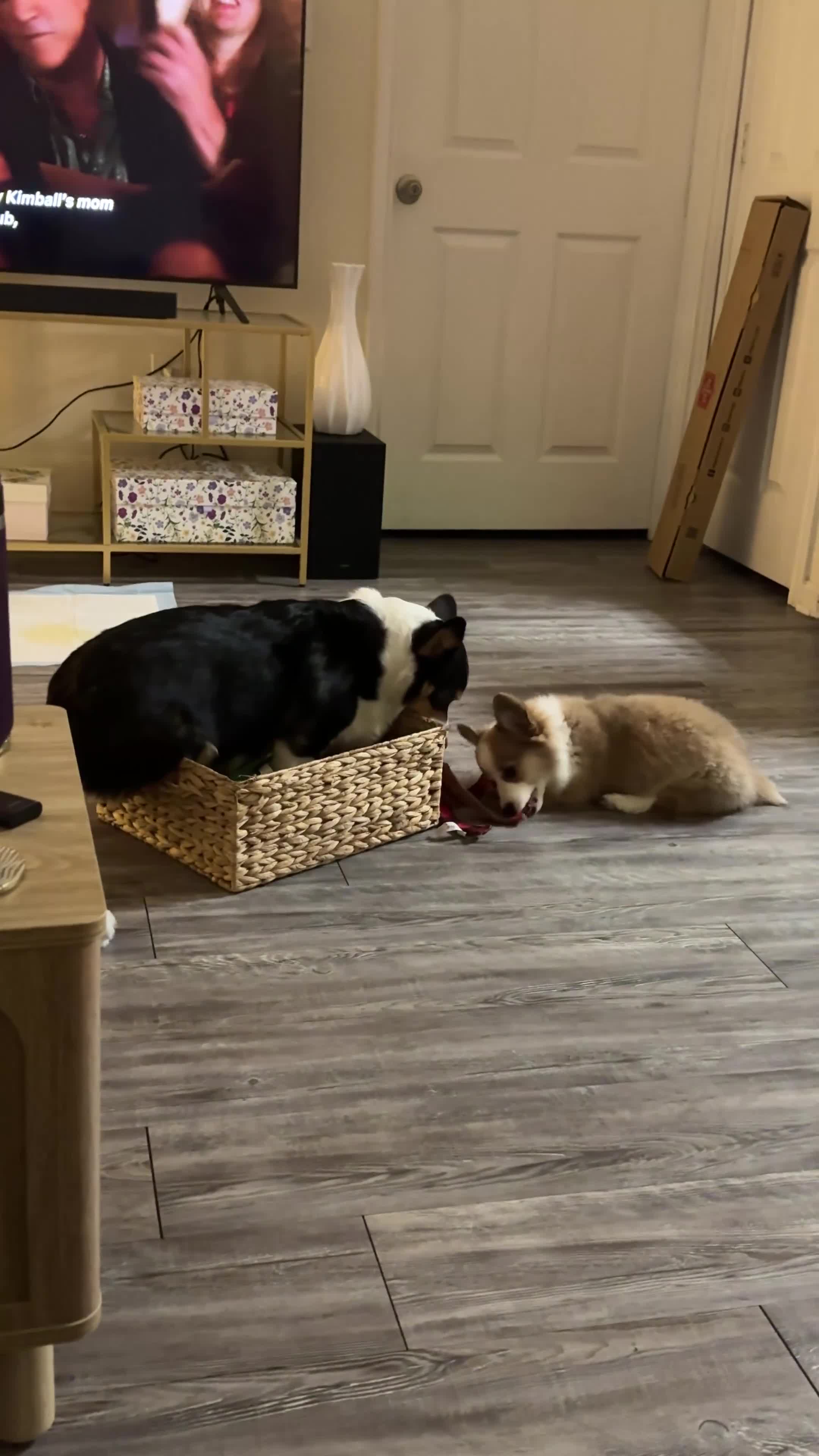 Welsh Corgi Pembroke dogs for sale: Welsh Corgi Pembroke Puppy 1 - Video 3