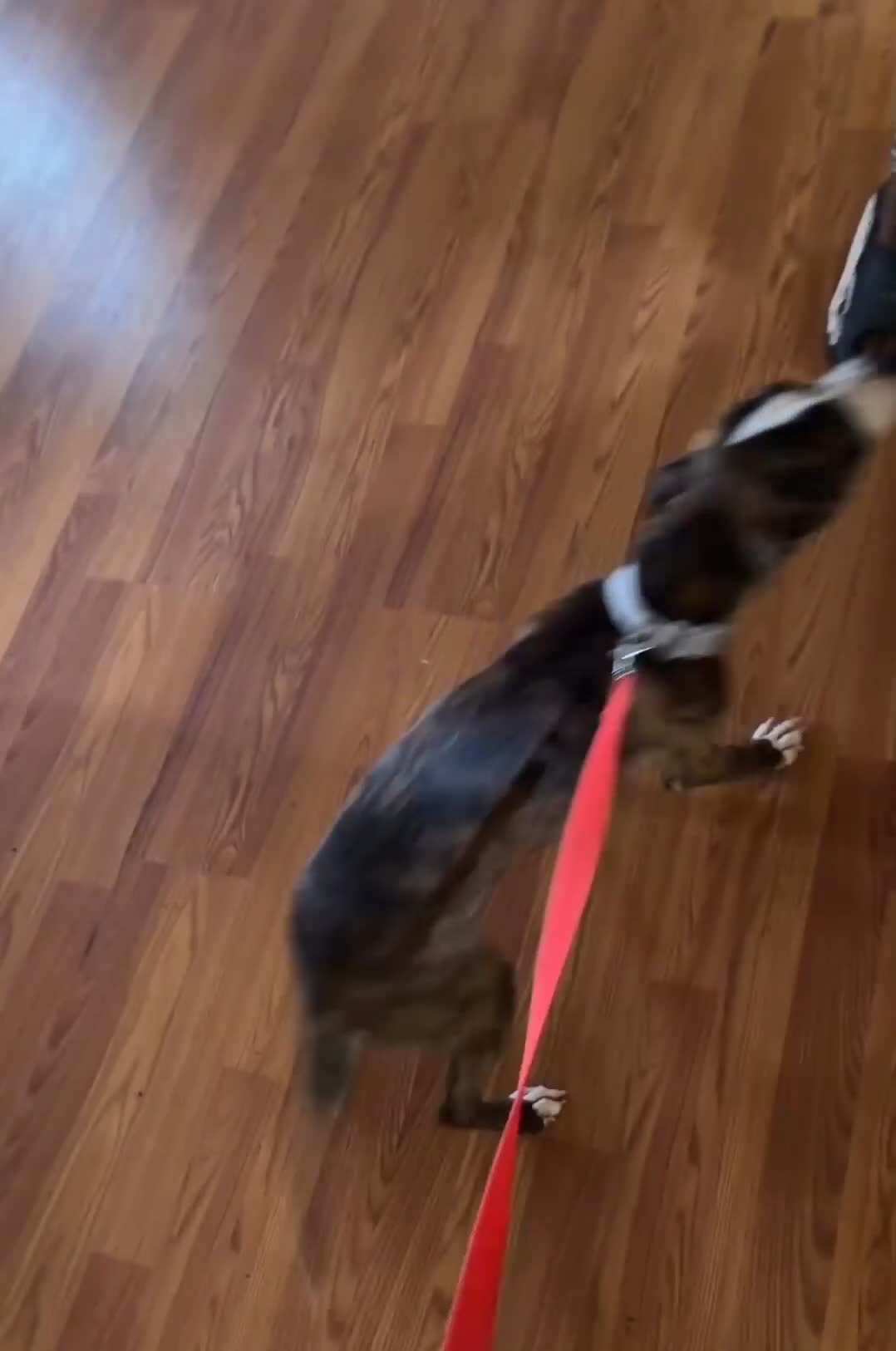 American Pit Bull Terrier dogs for sale: Nina  - Video 1