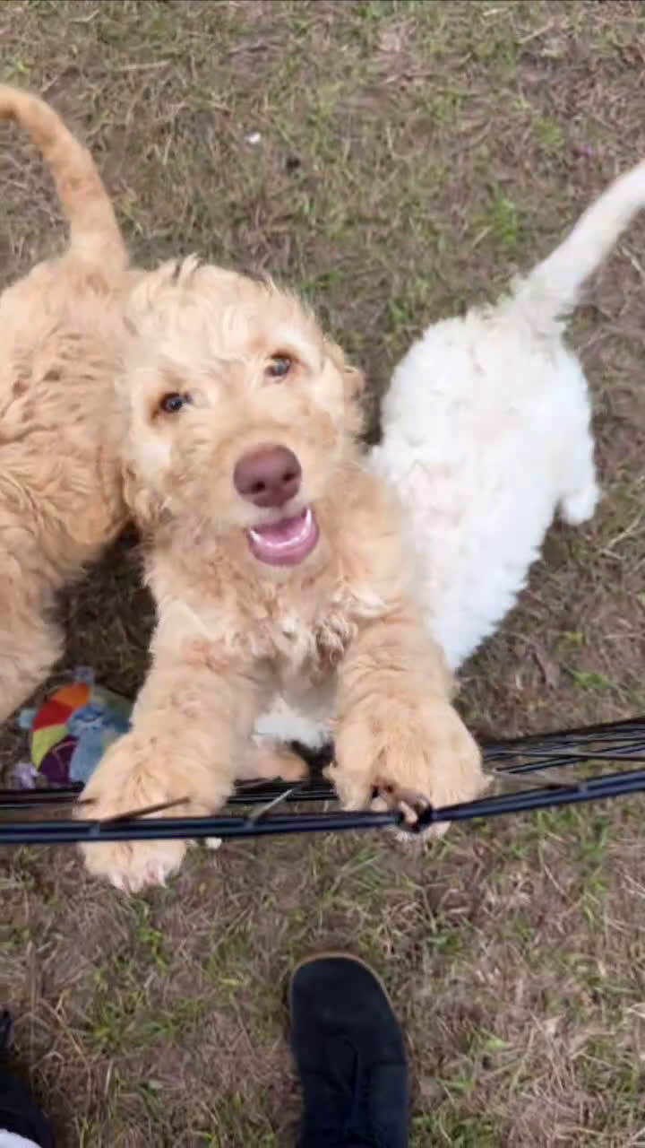 Goldendoodle dogs for sale: Nes - Video 1