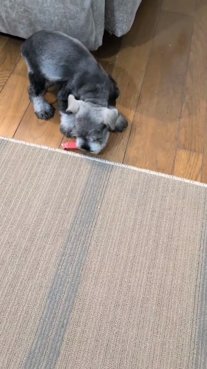 Miniature Schnauzer dogs for sale: Ziggy - Video 1
