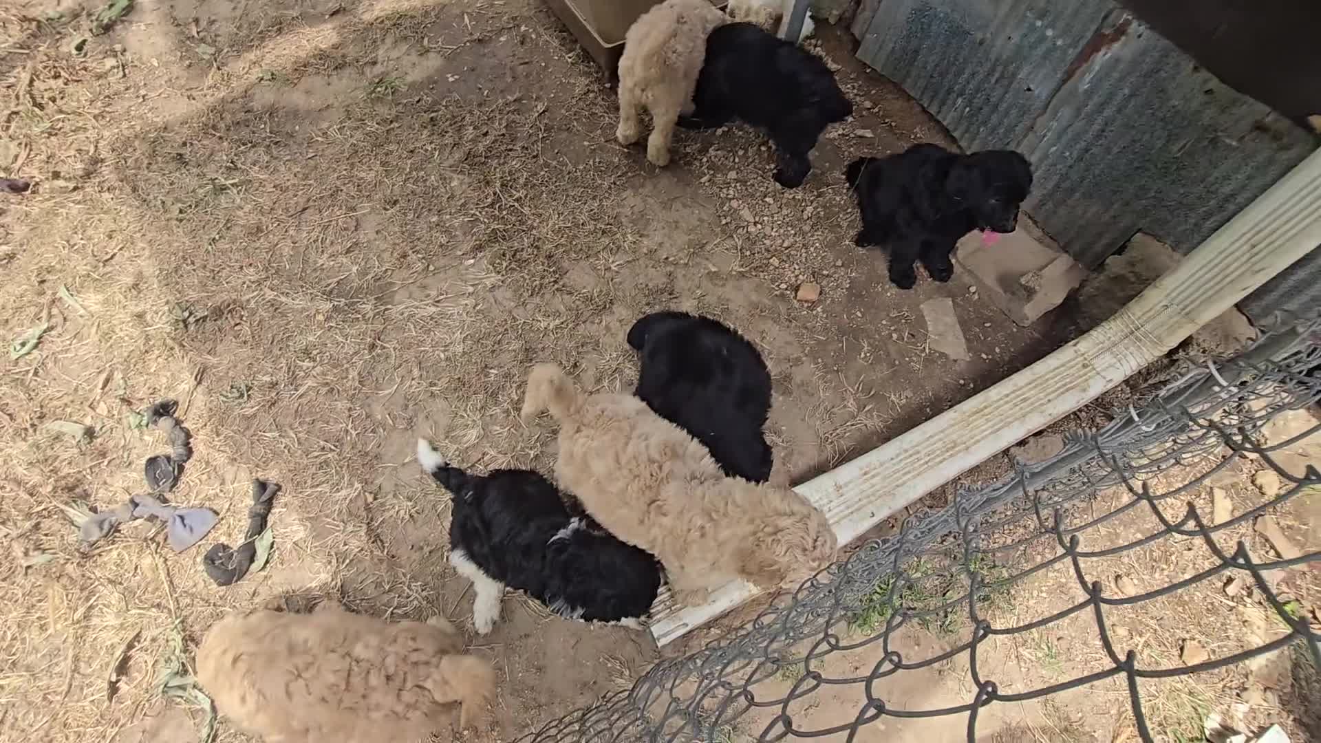 Goldendoodle dogs for sale: Goldendoodle 1 - Video 1