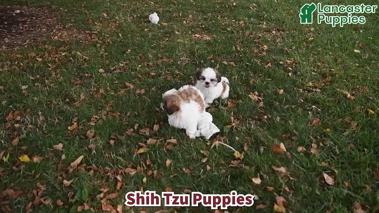 Shih Tzu dogs for sale: Kashton - Video 1