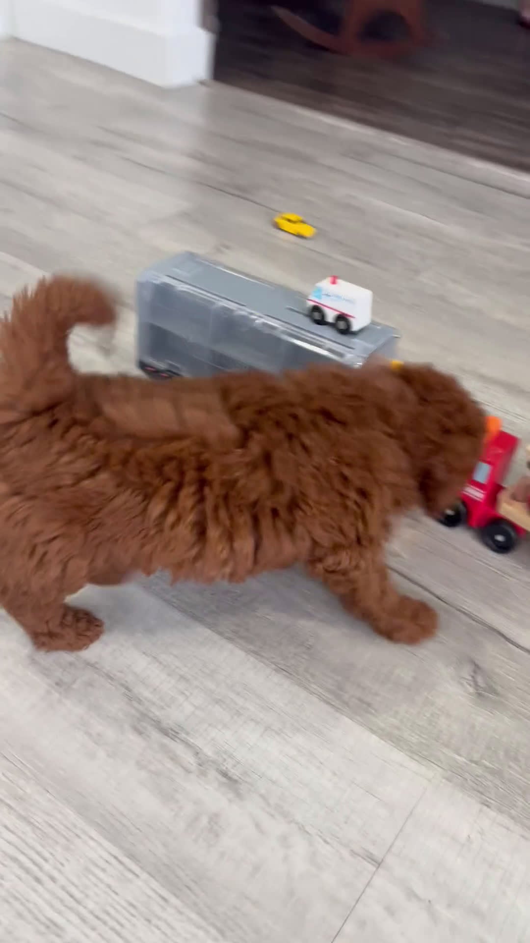 Mini Goldendoodle dogs for sale: Winston  - Video 1