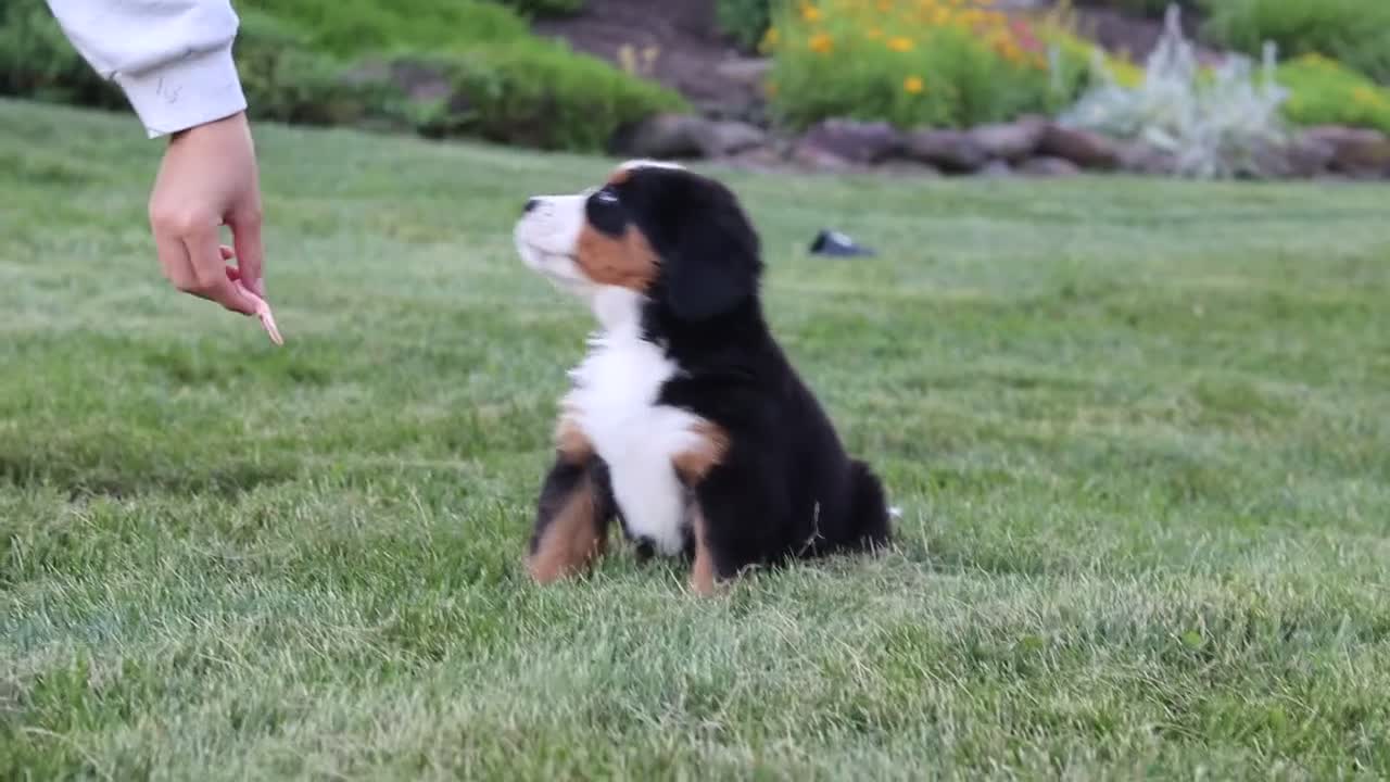 Bernese Mountain Dog dogs for sale: Heidi - Video 1