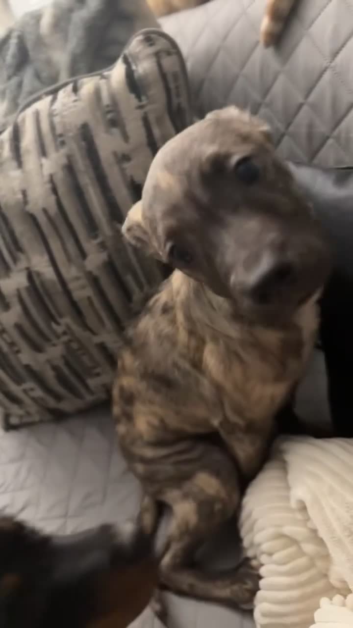 American Staffordshire Terrier dogs for sale: American Staffordshire Terrier Puppy 1 - Video 1