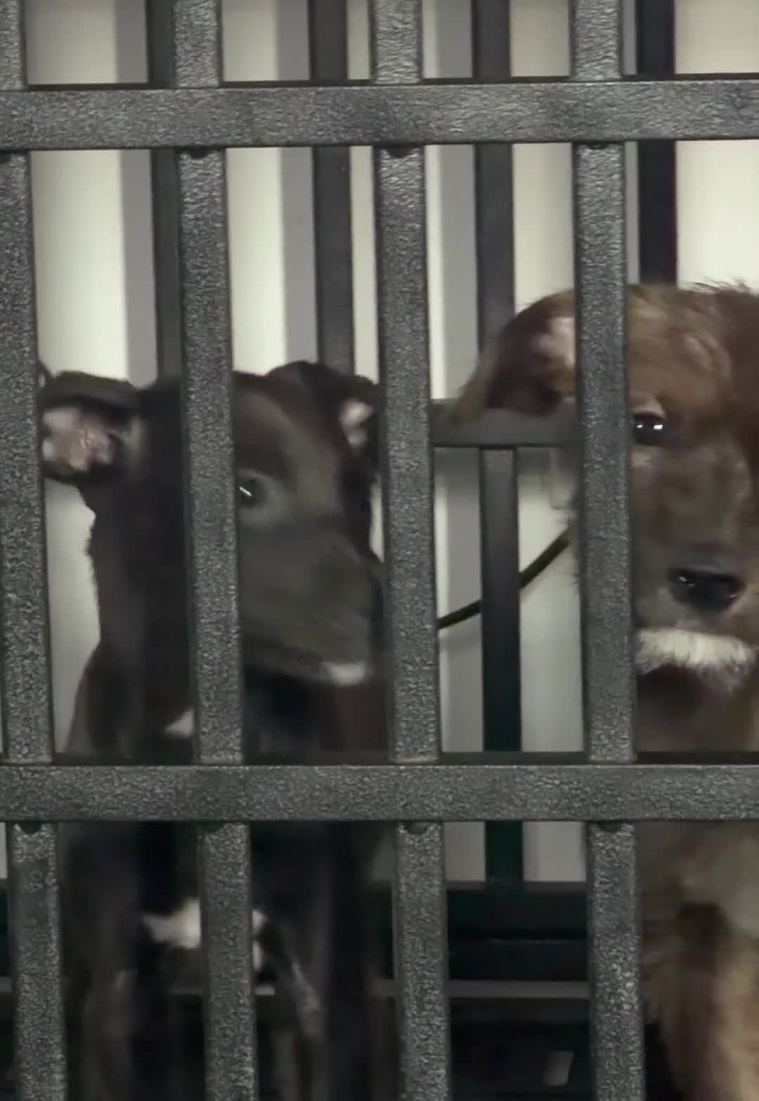 Mixed Breed dogs for sale: Mixed Breed 1 - Video 2