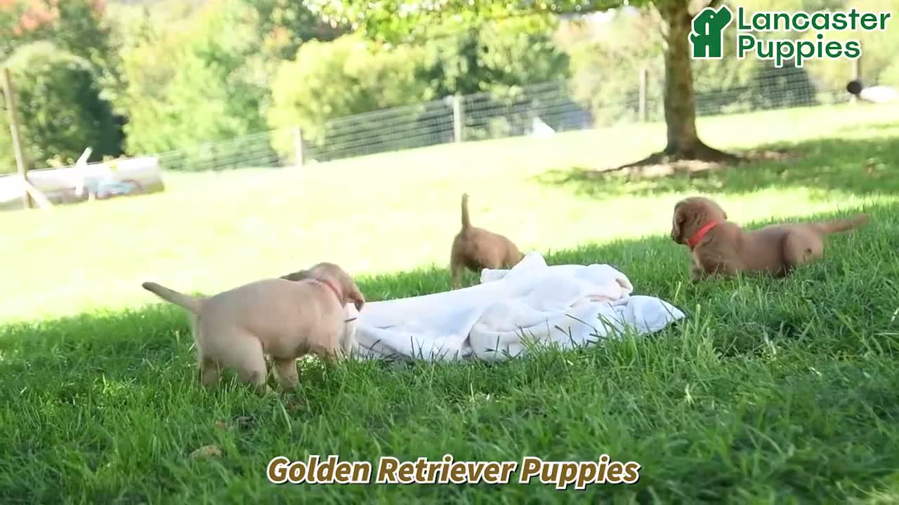 Golden Retriever dogs for sale: Arlo - Video 1