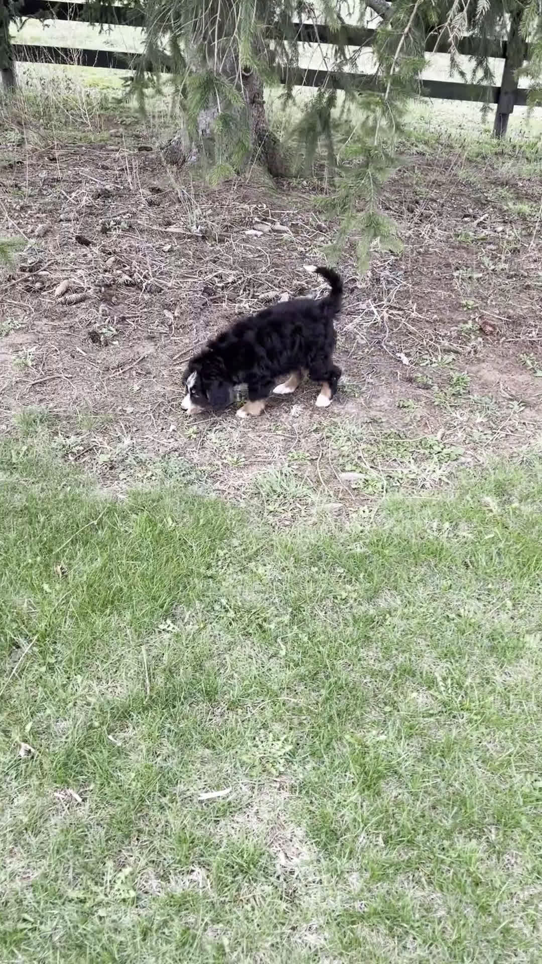 Bernedoodle dogs for sale: Sampson - Video 1