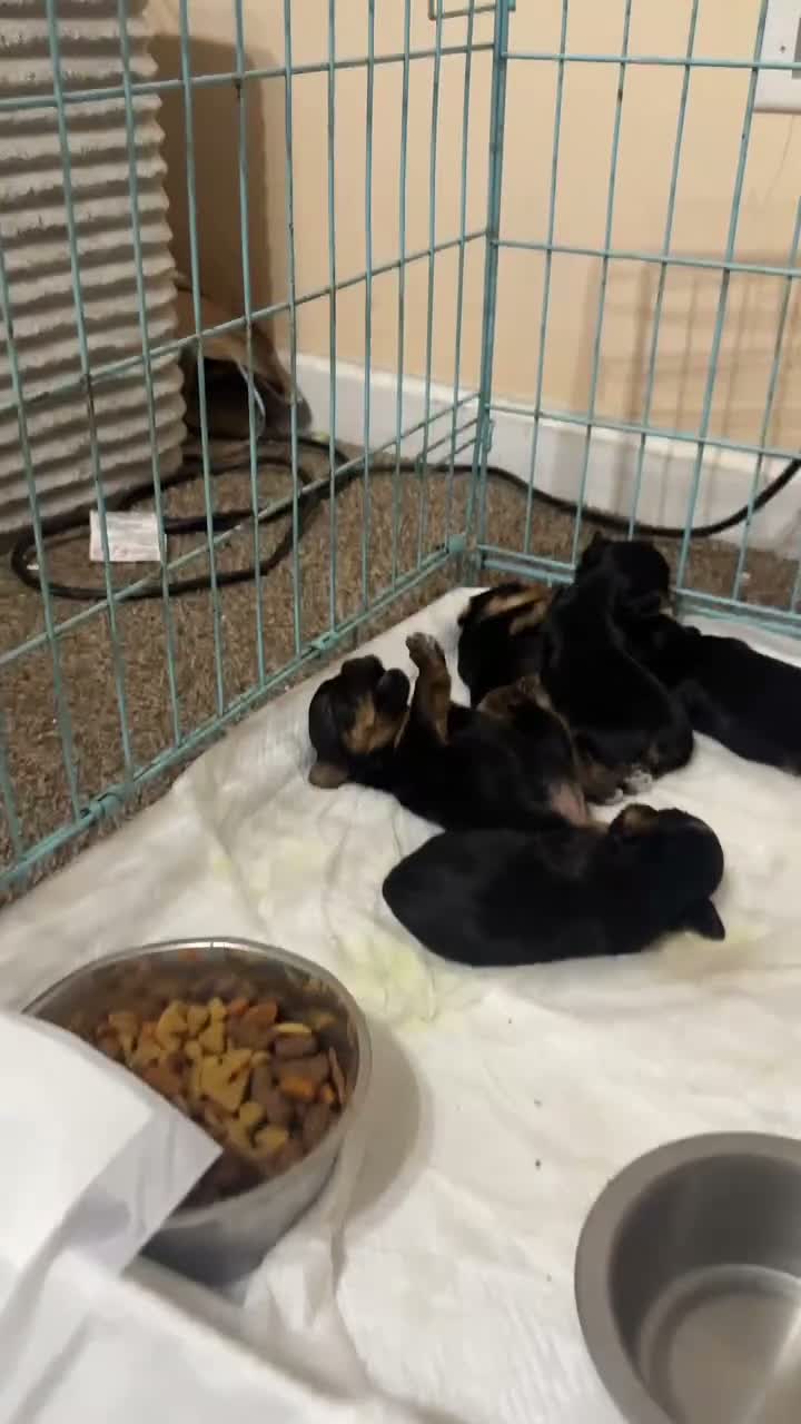 Yorkshire Terrier dogs for sale: Coco - Video 2