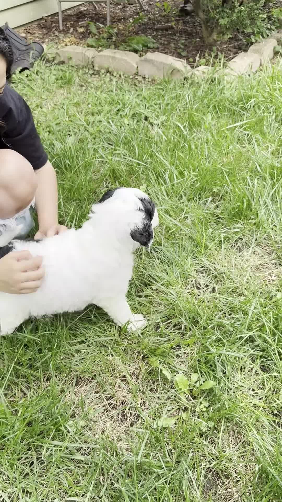 Mixed Breed dogs for sale: Lily - Video 2