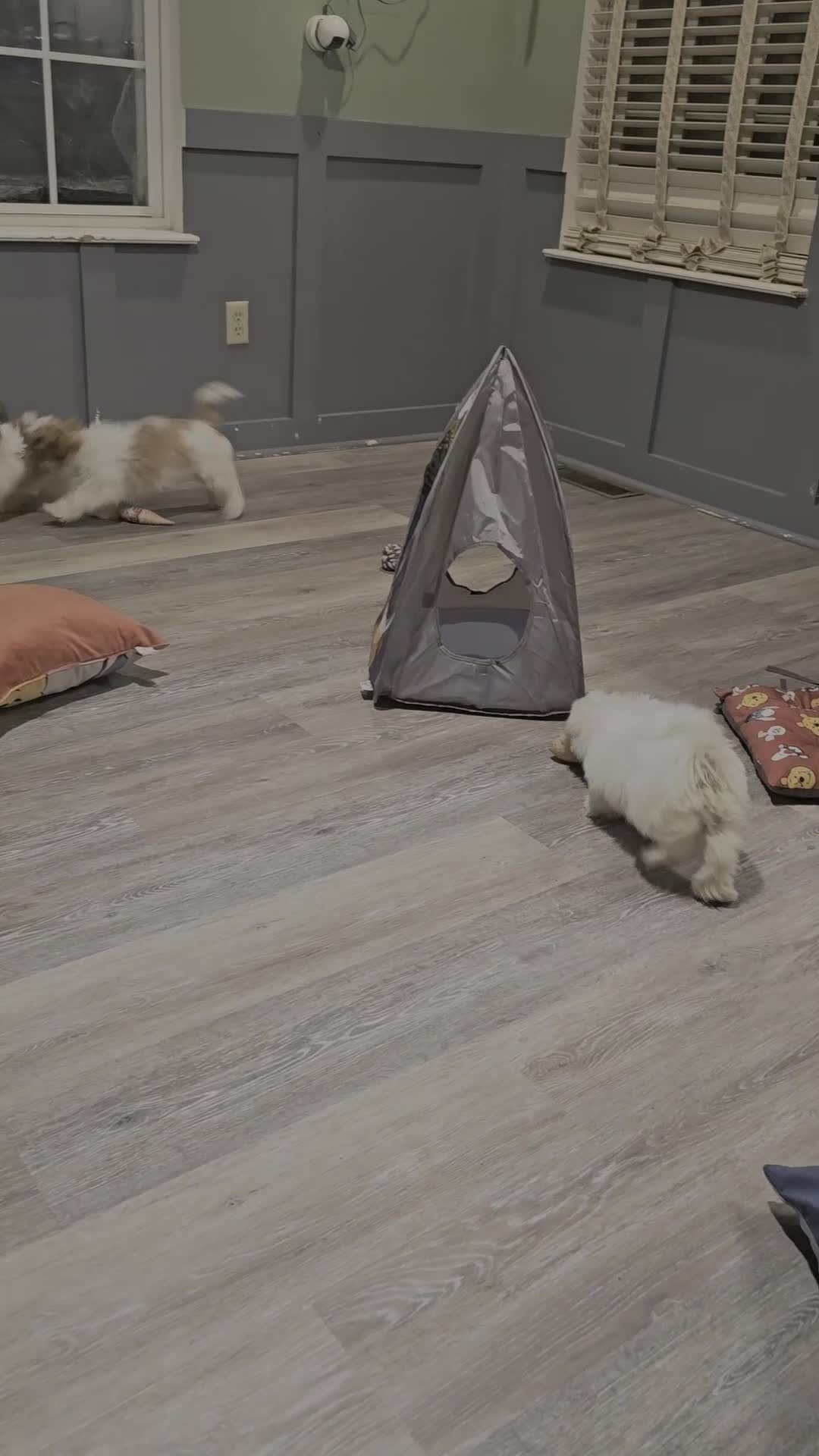 Shih Tzu dogs for sale: Shih Tzu 2 - Video 1