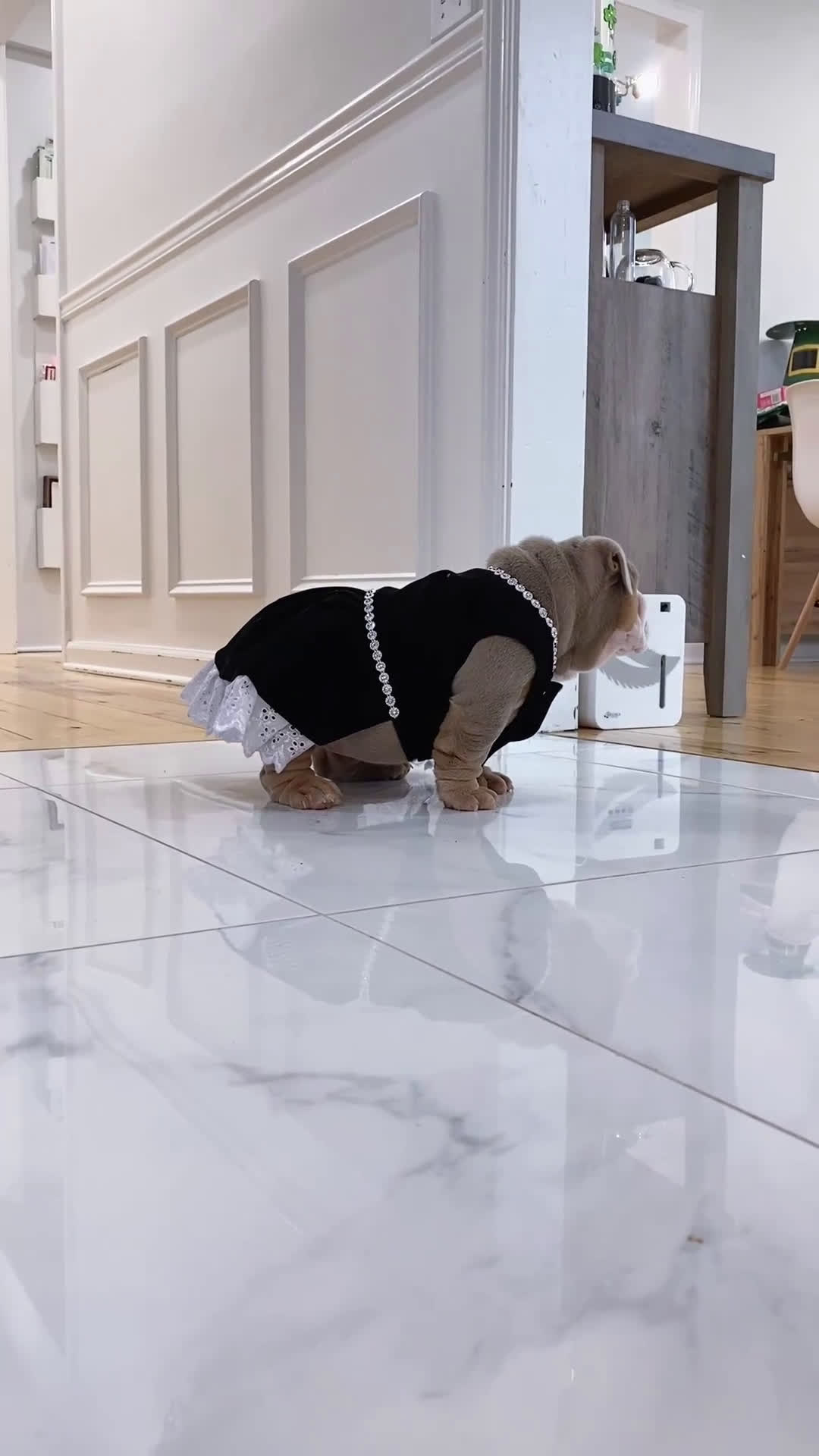 English Bulldog dogs for sale: Aurora - Video 1