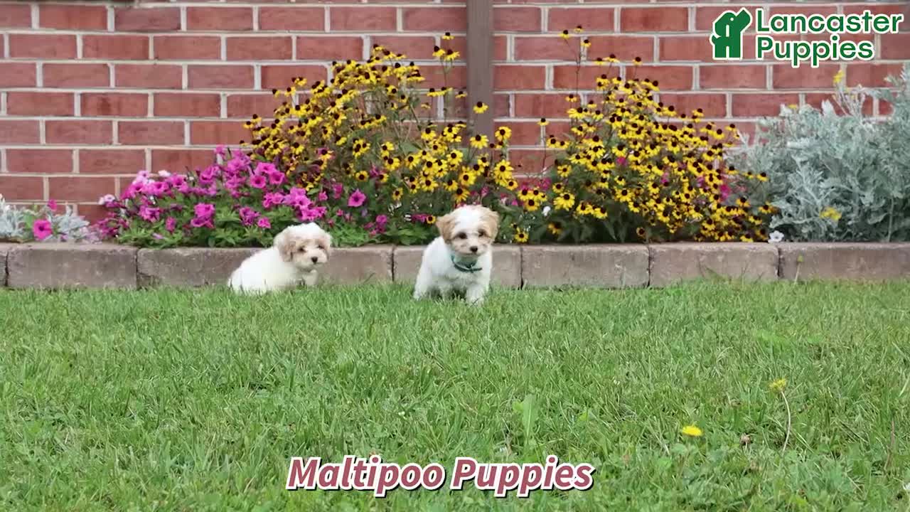 Maltipoo dogs for sale: Marshmallow - Video 1