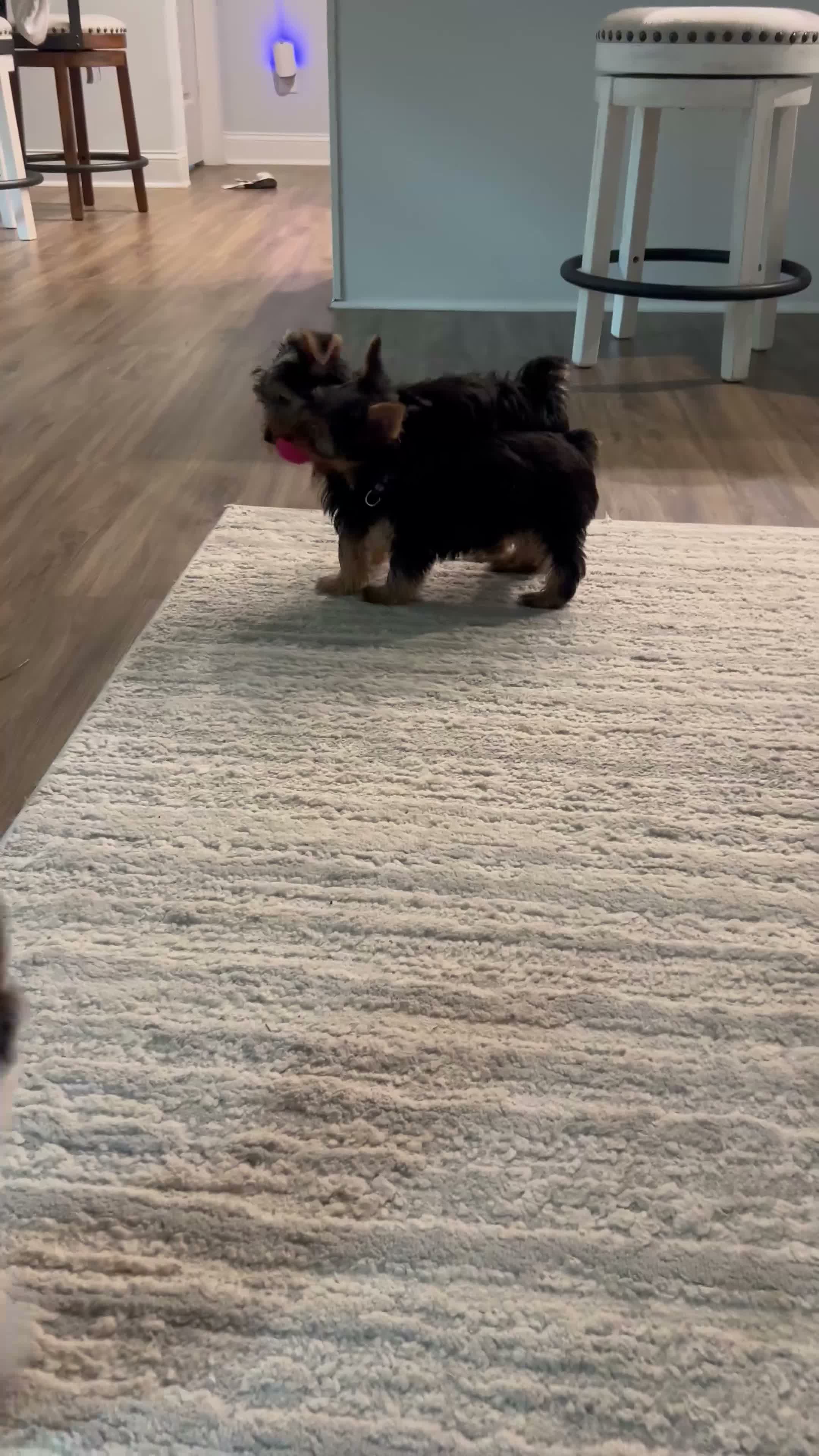Yorkshire Terrier dogs for sale: Minnie  - Video 1