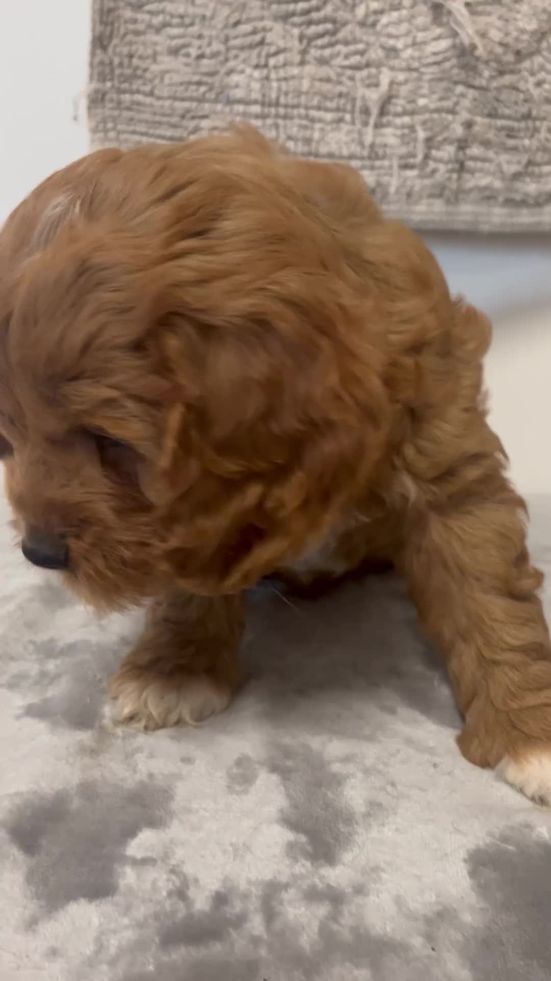 Cavapoo dogs for sale: Jared  - Video 1