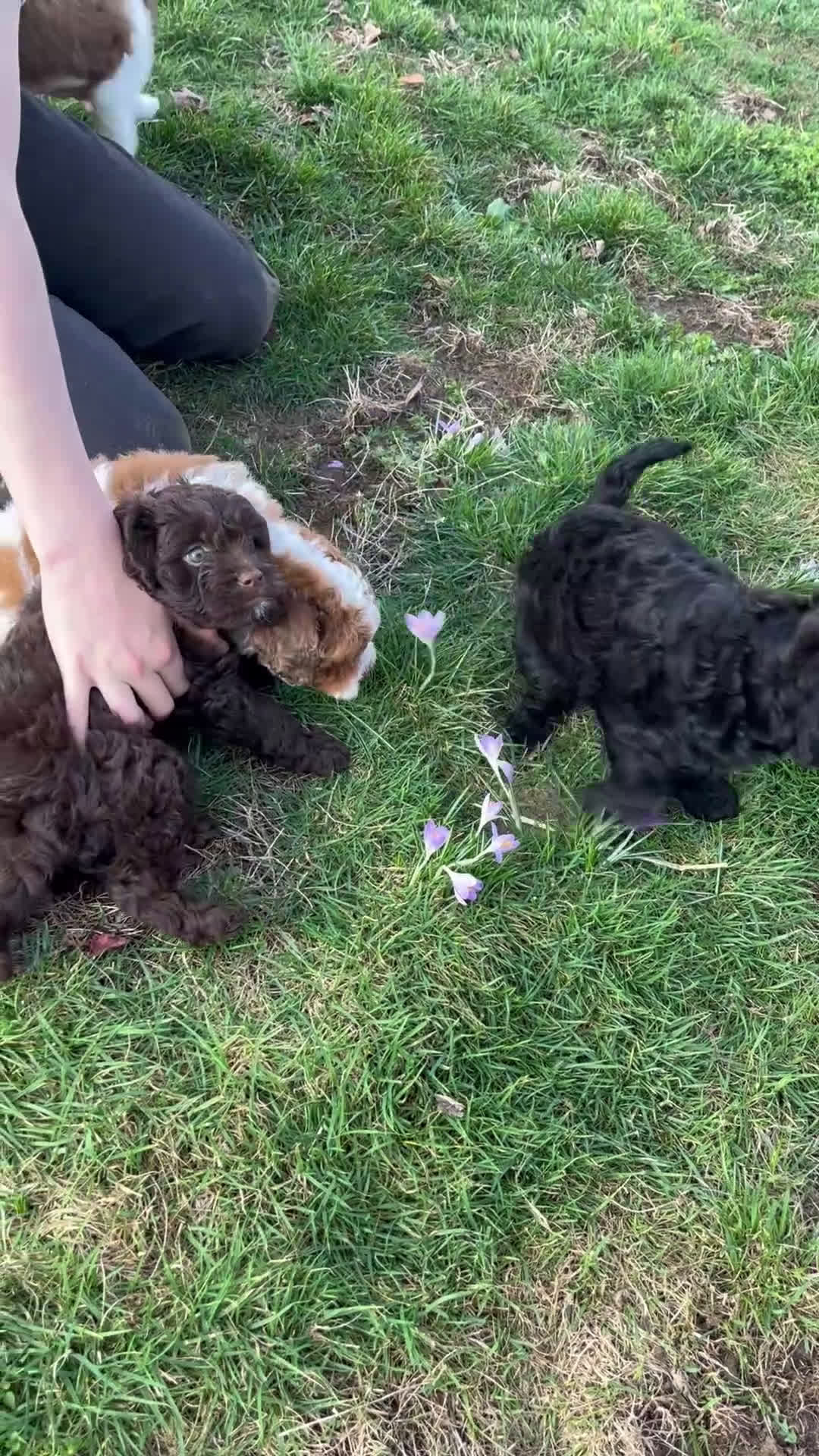 Cavapoo dogs for sale: Ember - Video 2