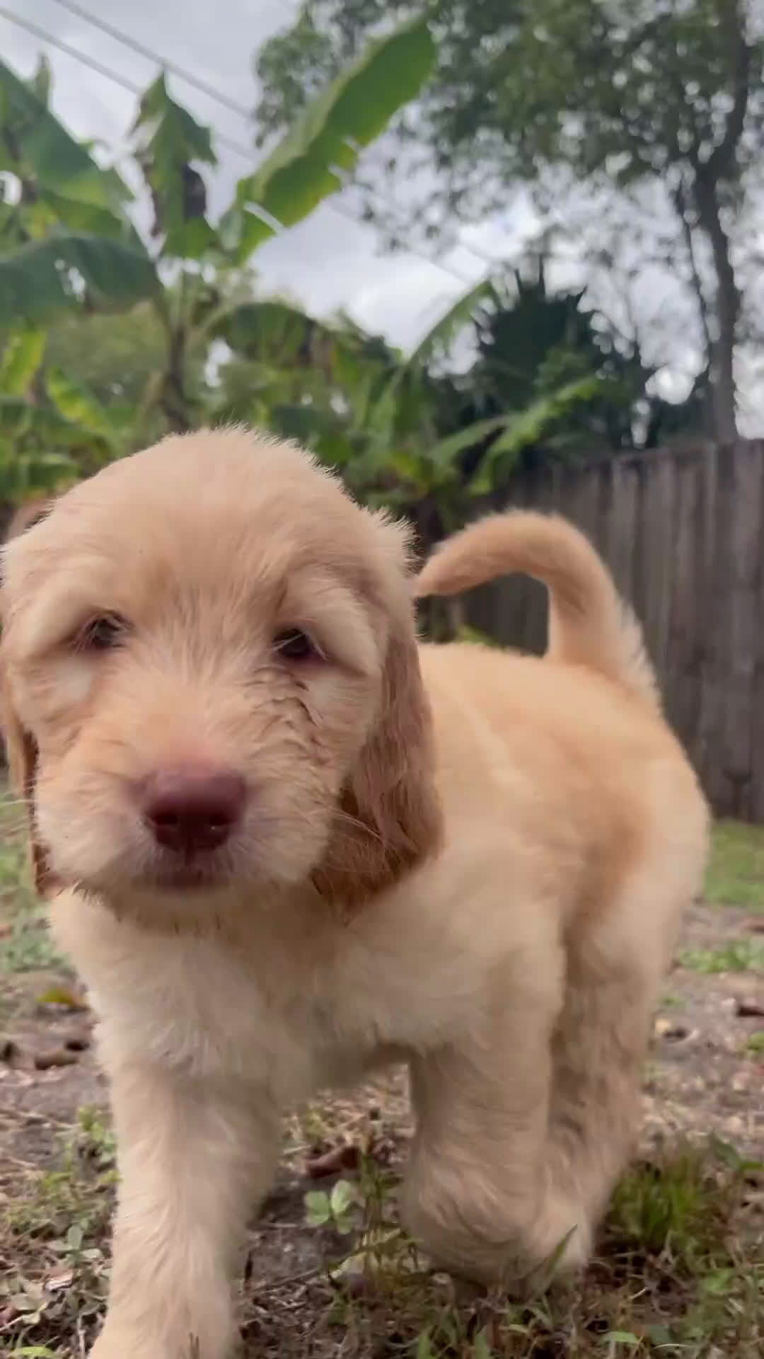 Goldendoodle dogs for sale: Seena - Video 2
